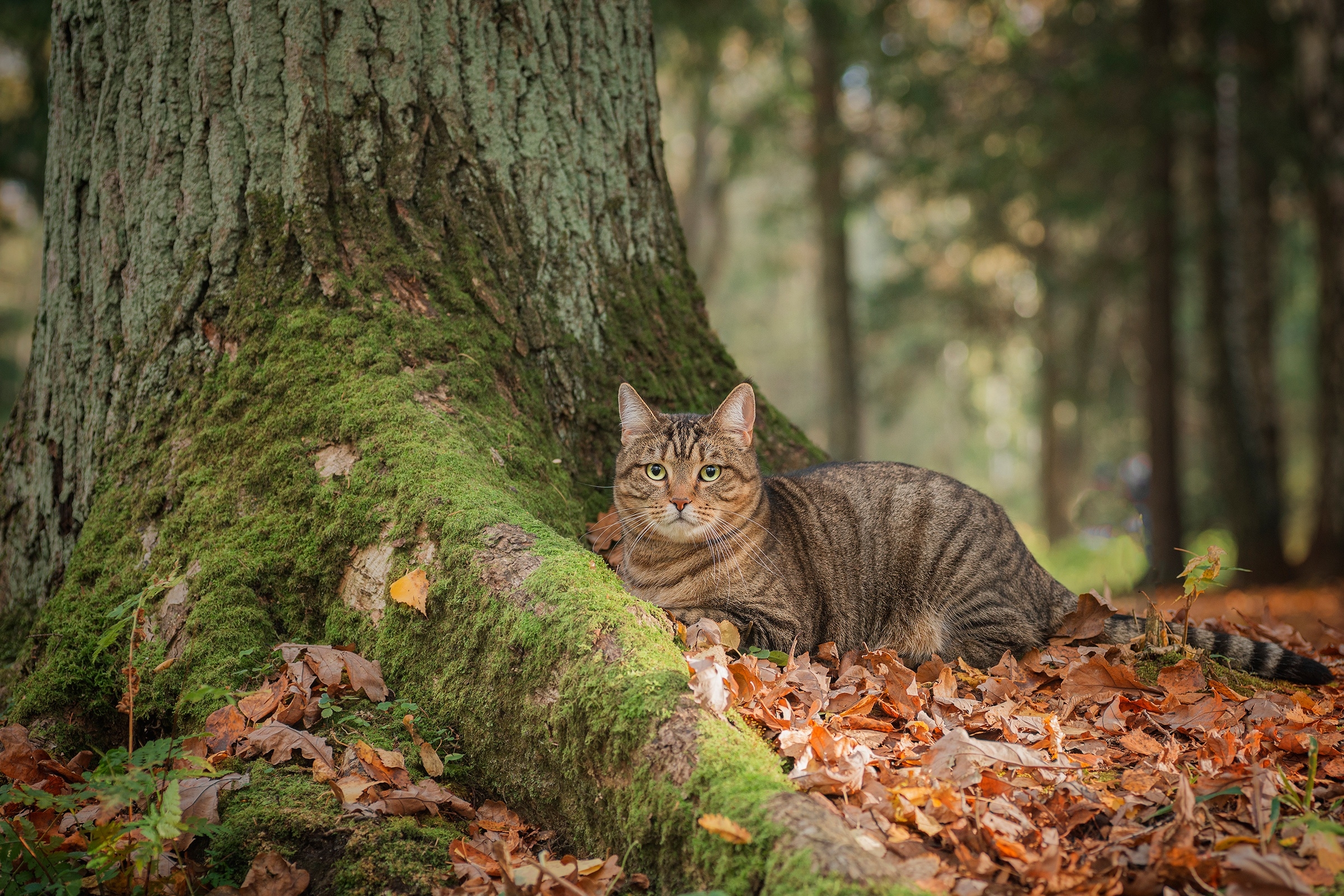 The cat lies by the tree on the fall leaves