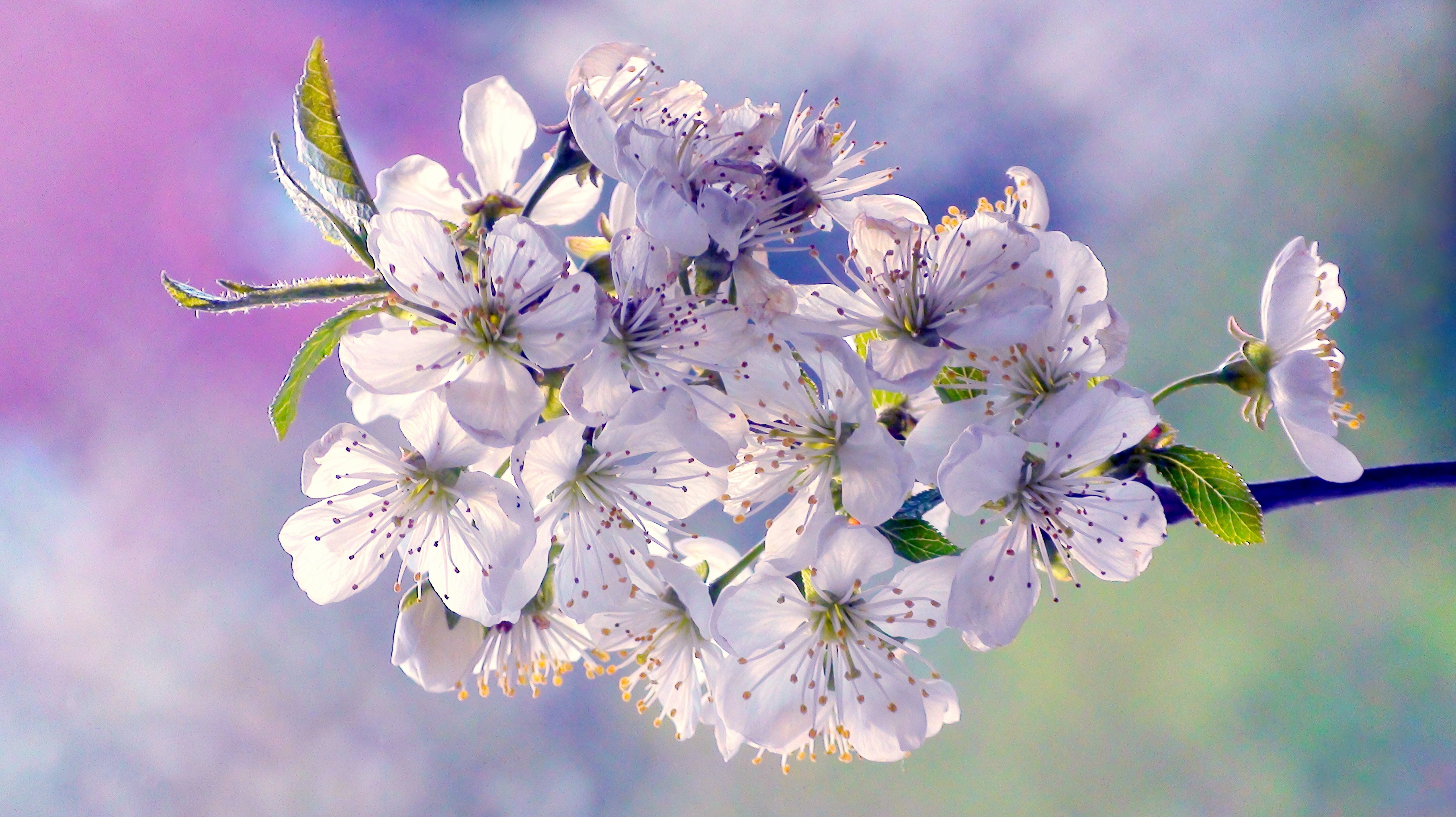 Wallpapers flowering branch flowers bloom on the desktop