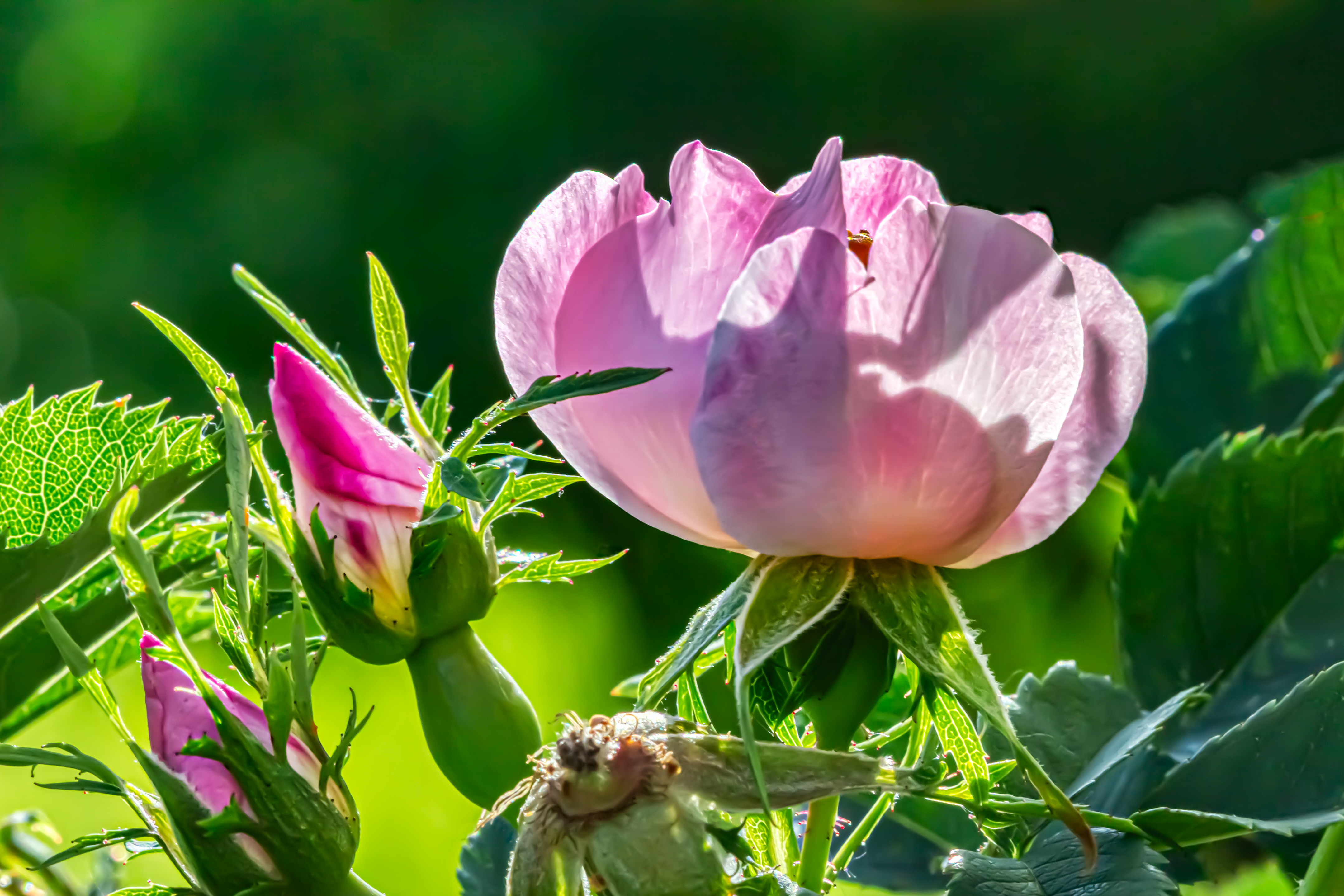 Free photo Rosehip flower