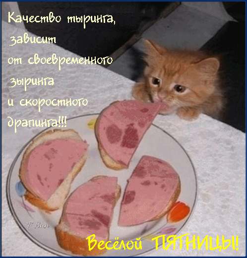 Postcard on the theme friday ete Kitten download for free