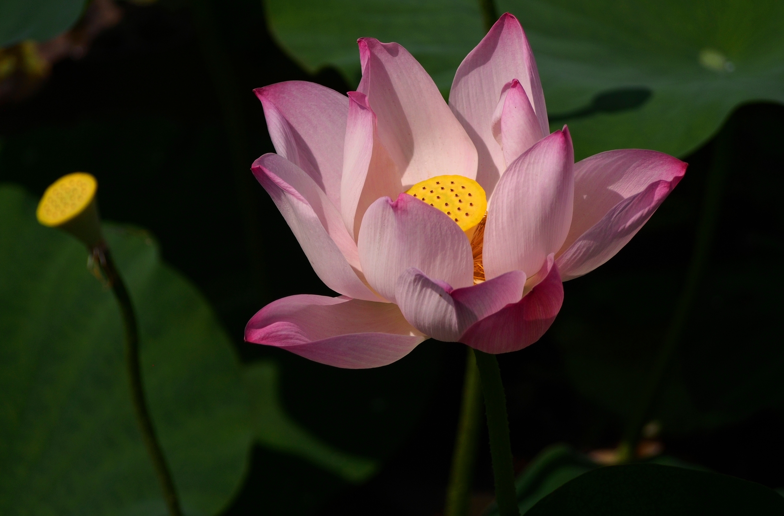 免费照片莲花河花