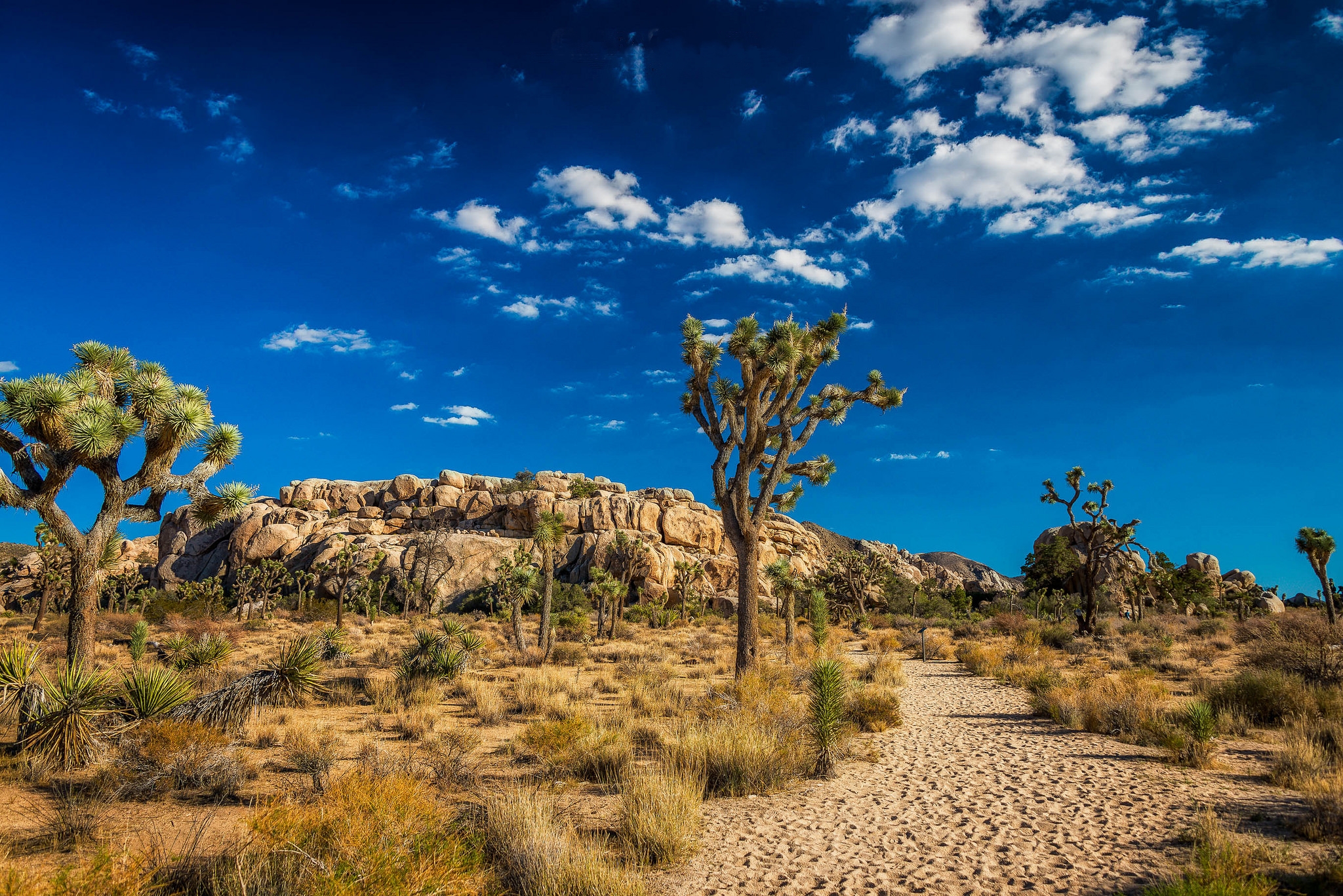 Wallpapers Joshua Tree National Park California Joshua Tree on the desktop