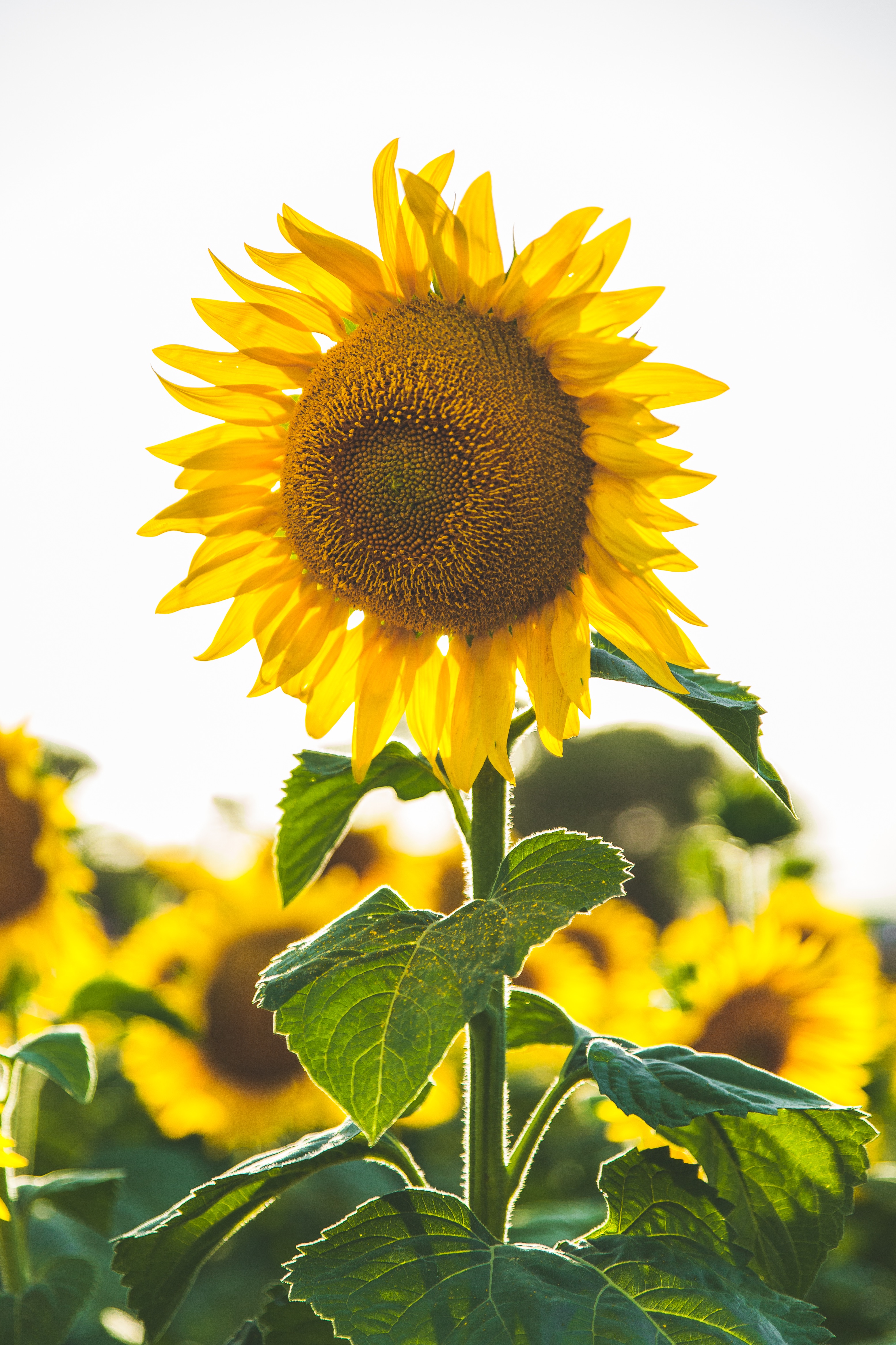 Wallpapers plant stem flowering plant flora on the desktop