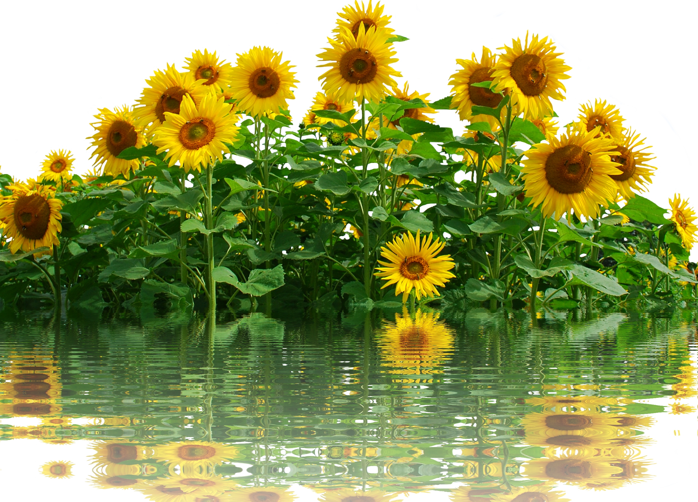 Wallpapers large field sunflower field flora on the desktop