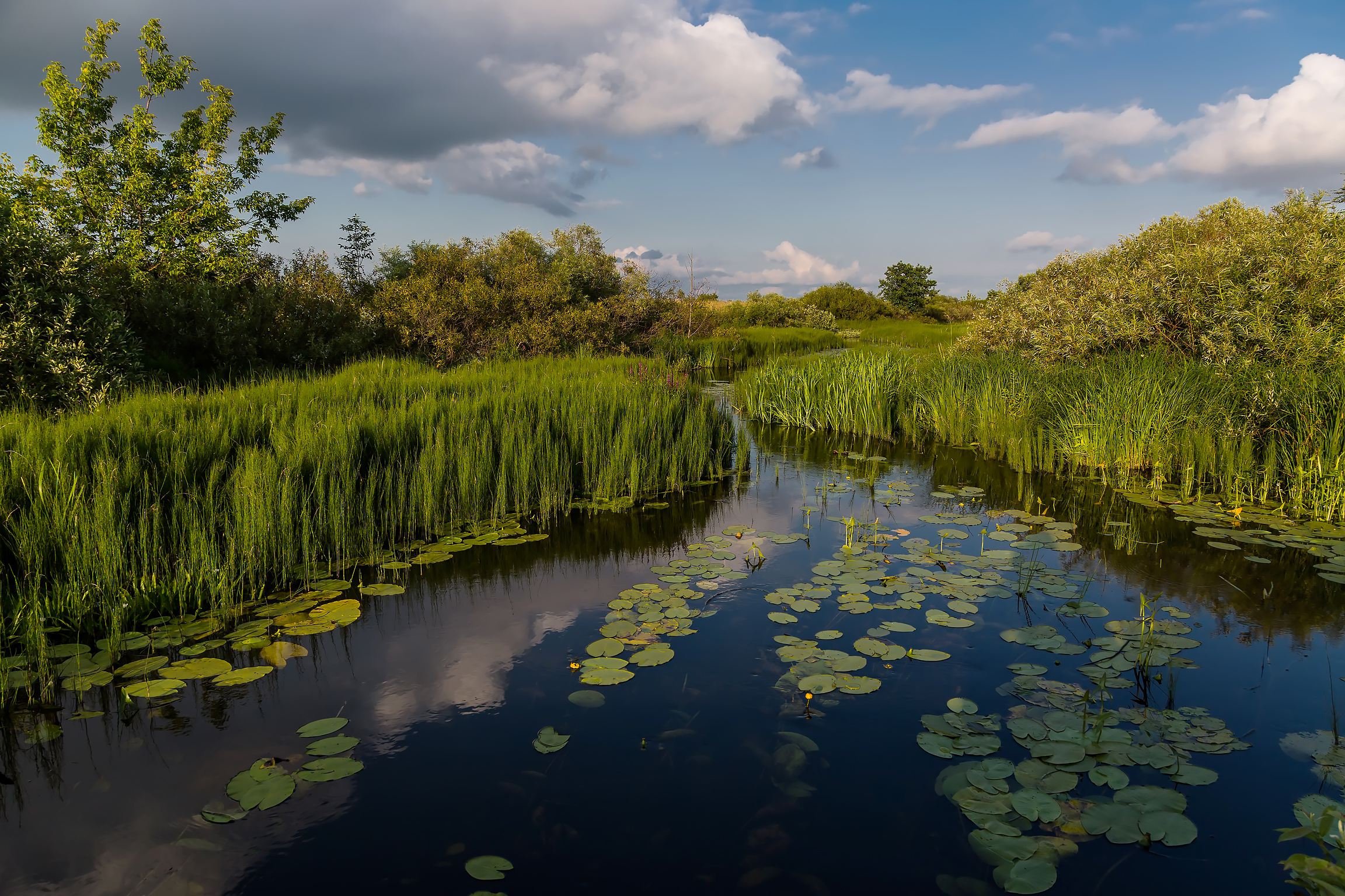 Free photo On the Black river