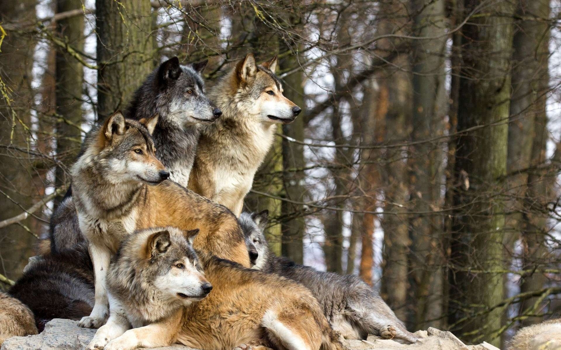 一群野狼聚成一堆。