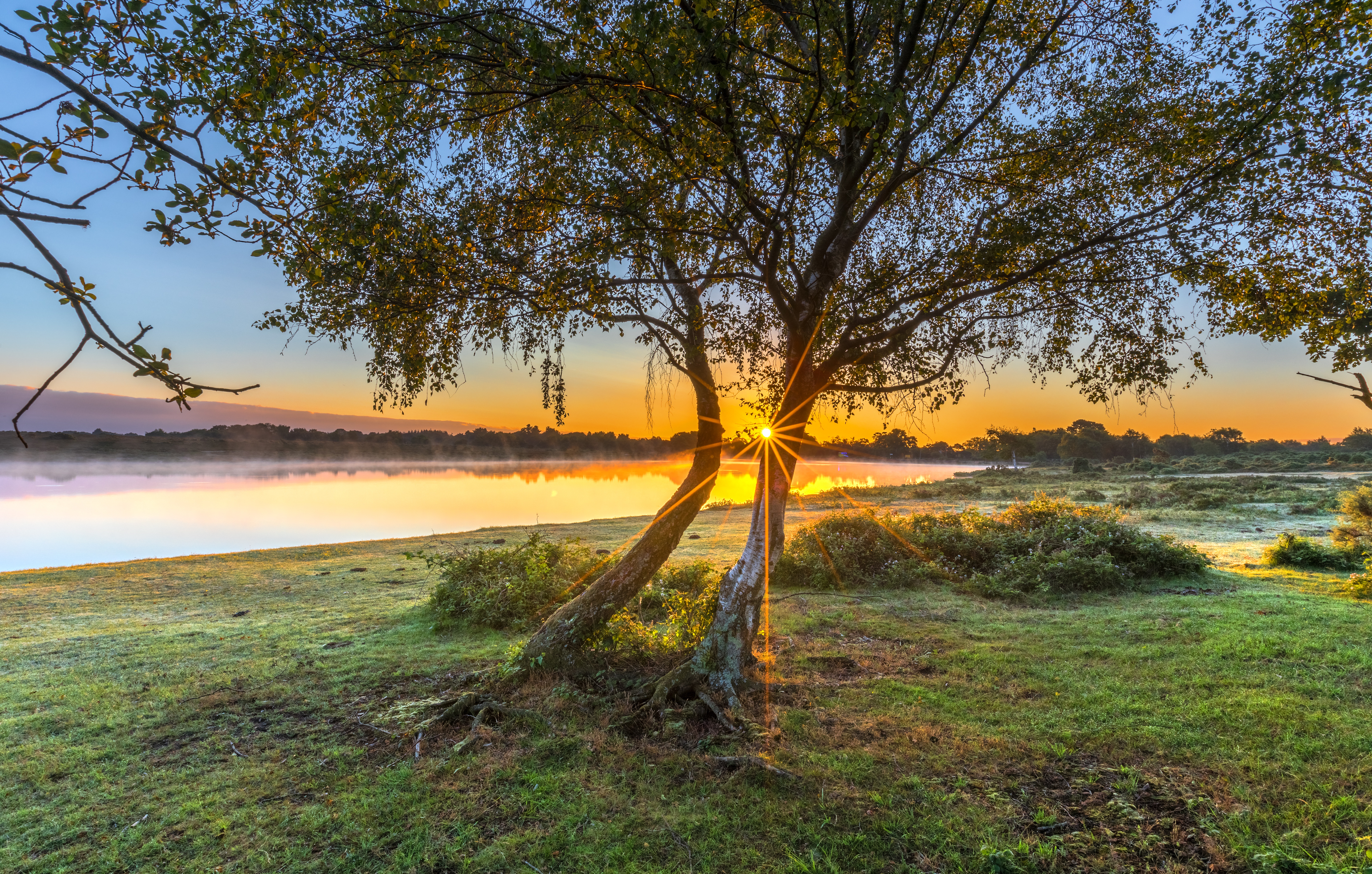 Free photo Trees at sunset