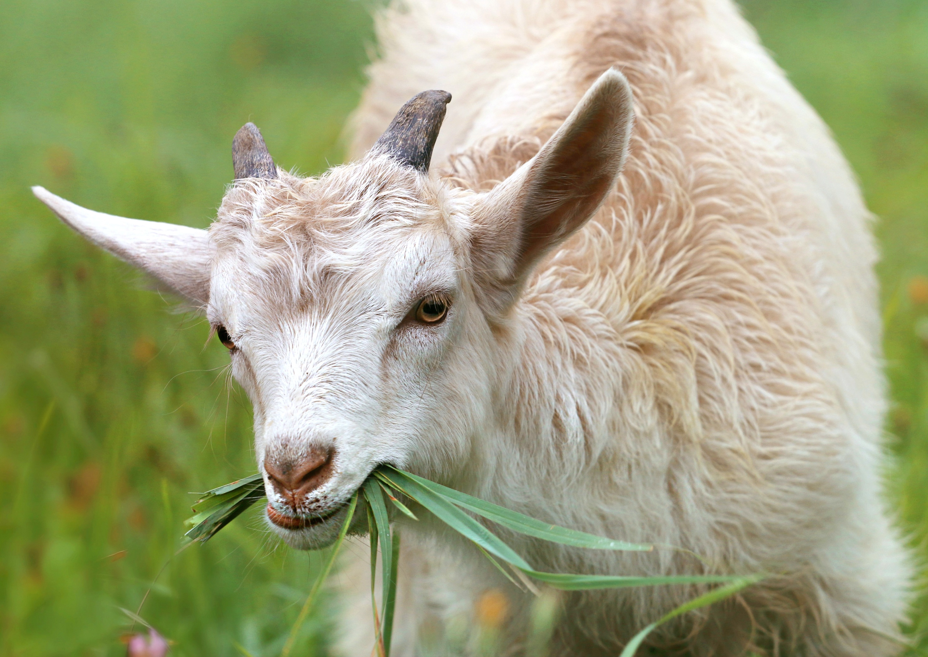 一只山羊在嚼草
