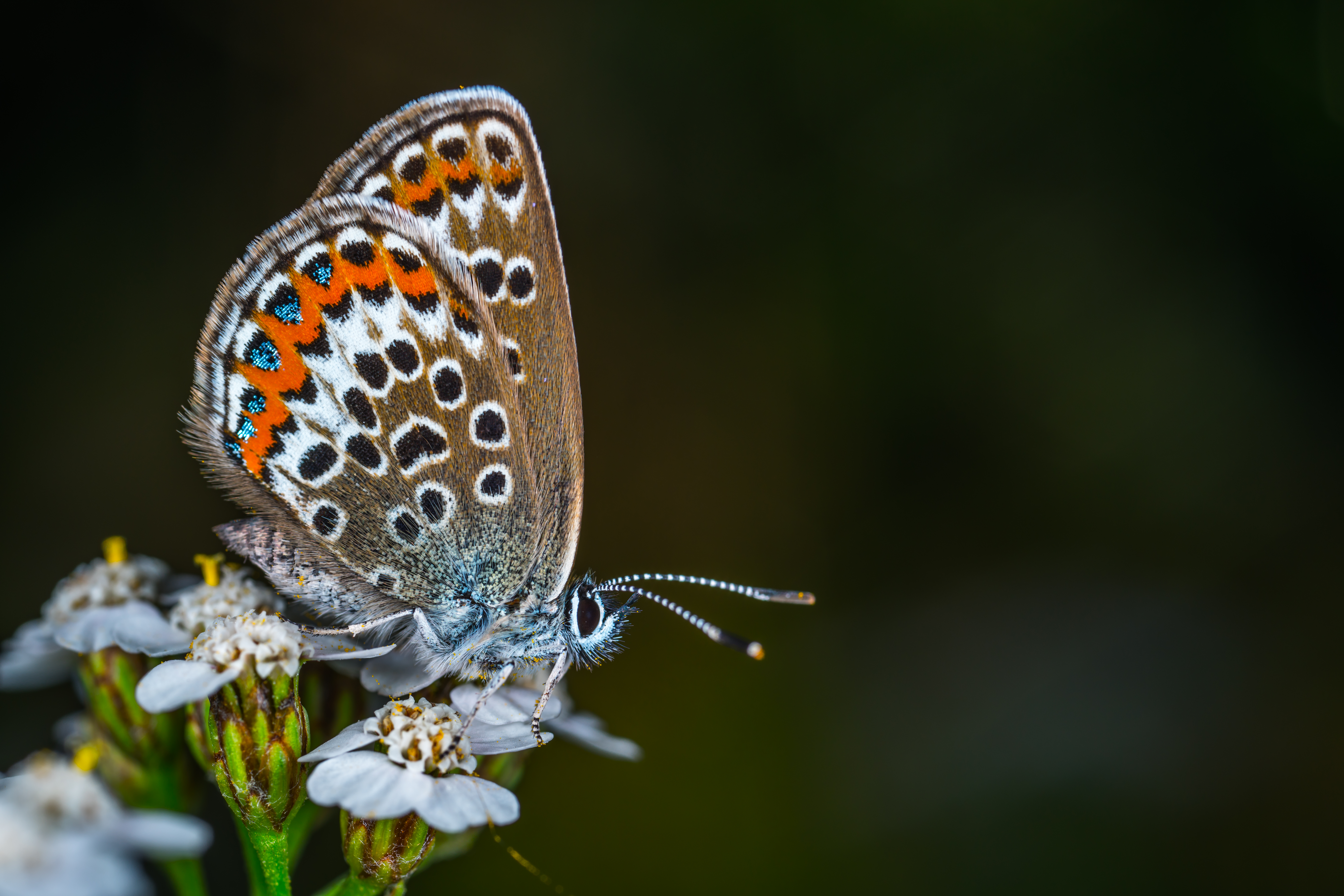 Wallpapers fog forest butterfly on the desktop