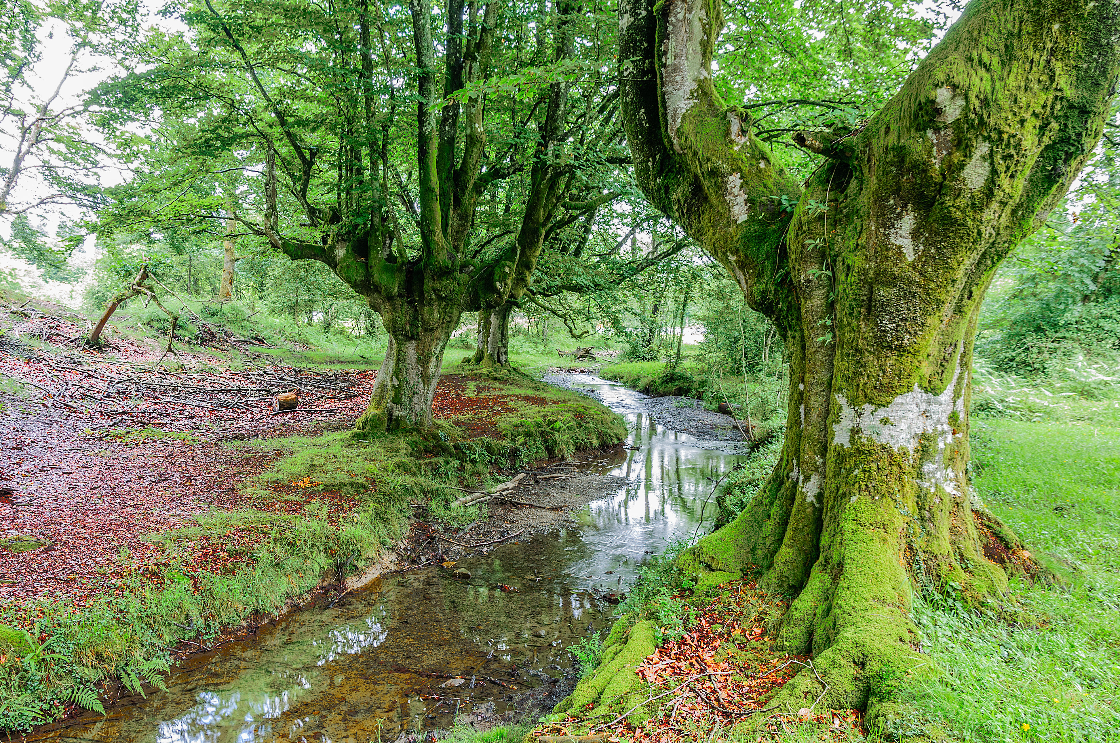 Wallpapers Spain river forest on the desktop