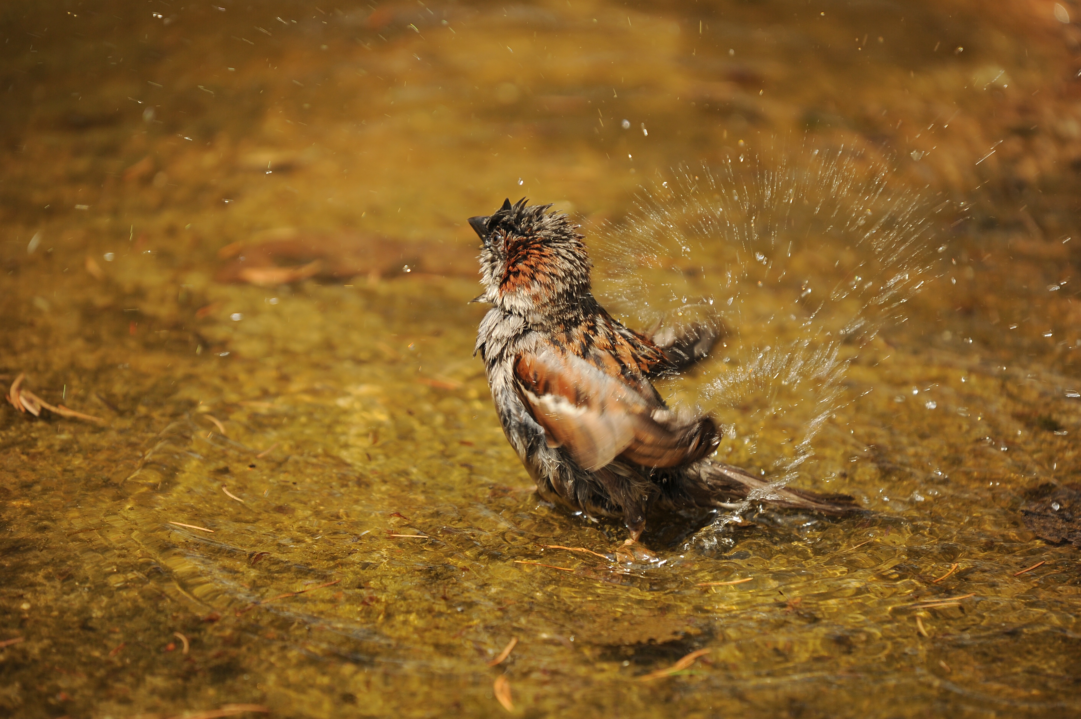 Free photo A wet bird washes up in the water.