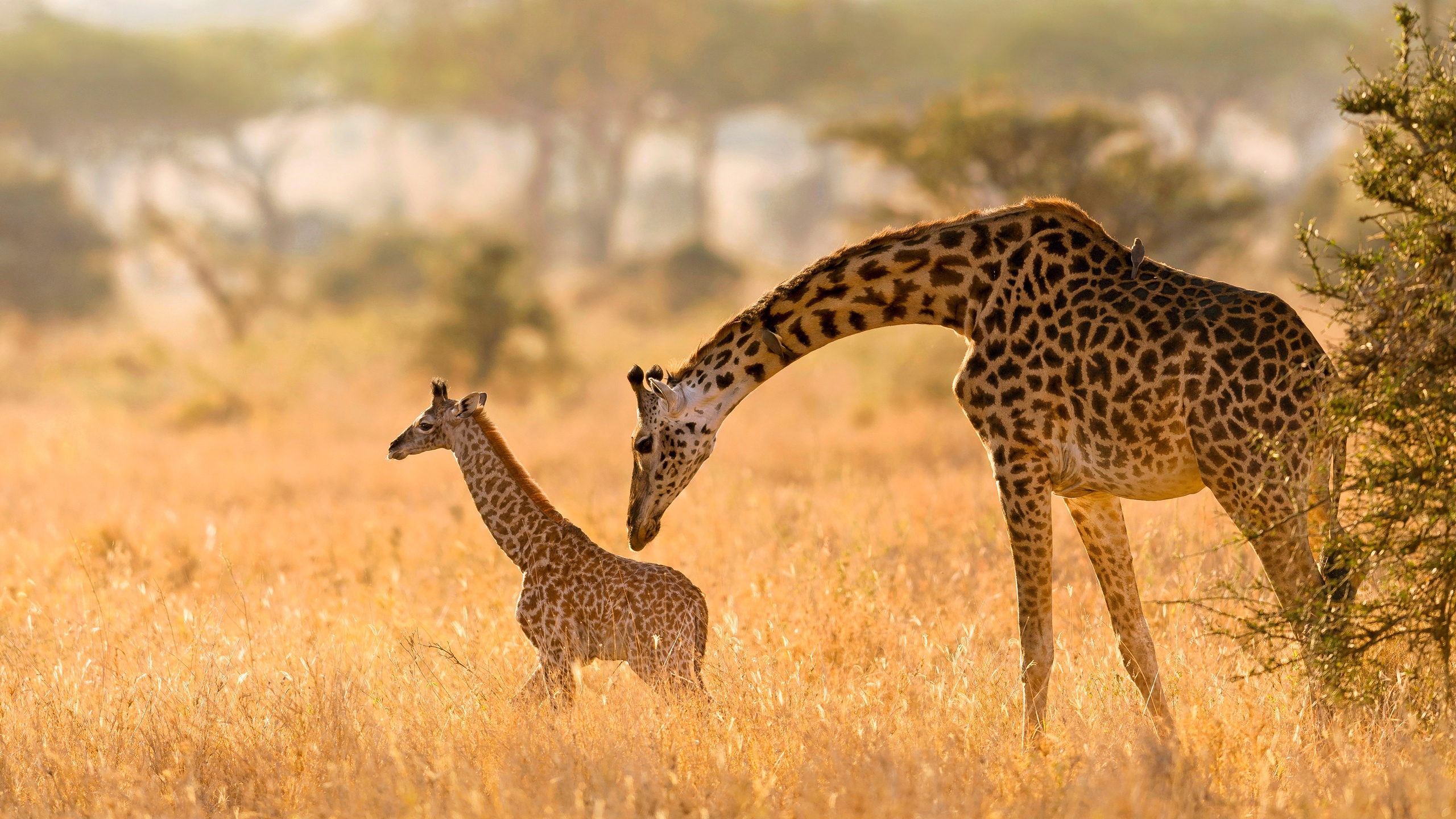 Wallpapers giraffe field dust on the desktop