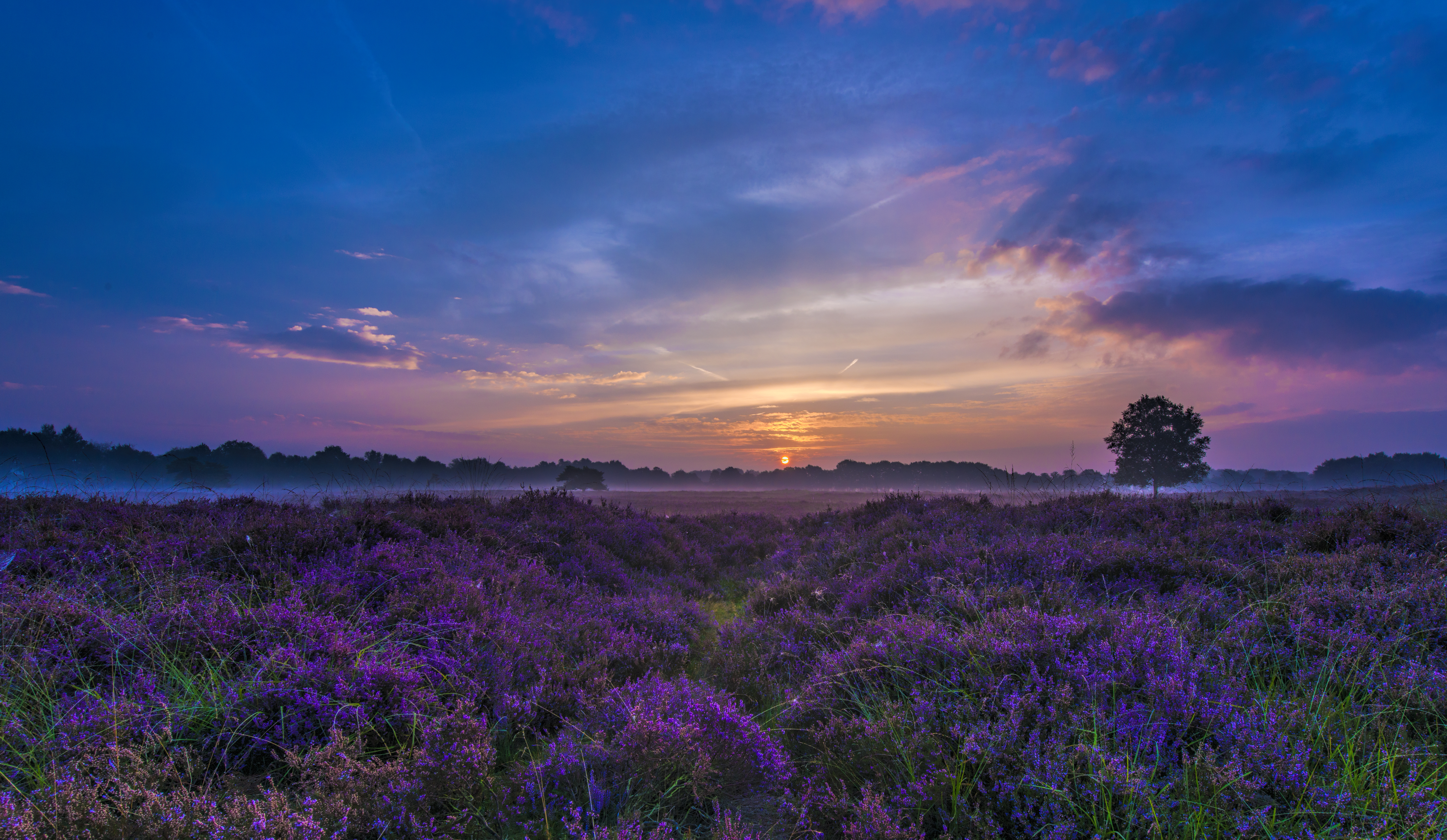 Wallpapers lavender field field beautiful sky on the desktop