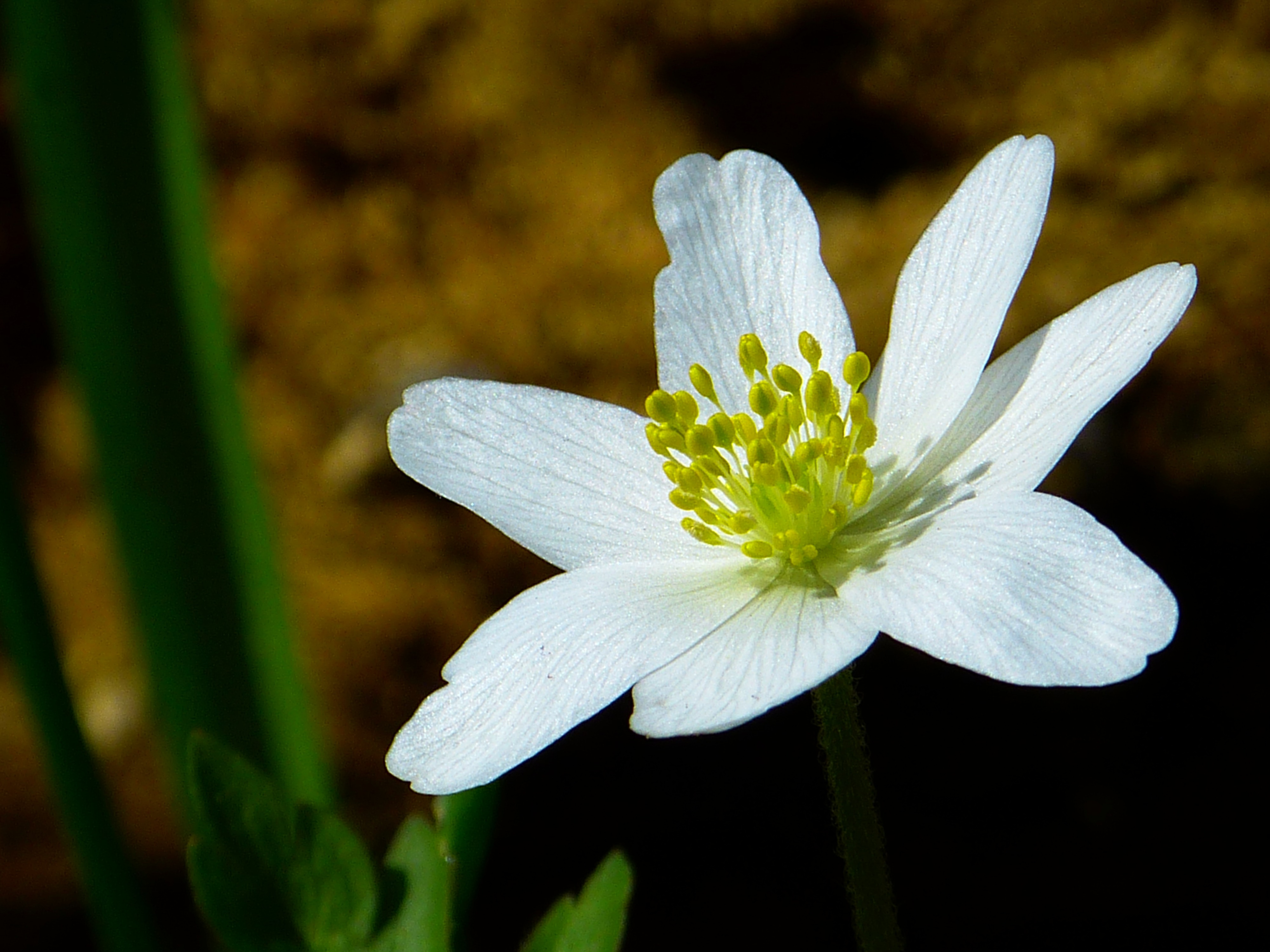 Free photo White flower