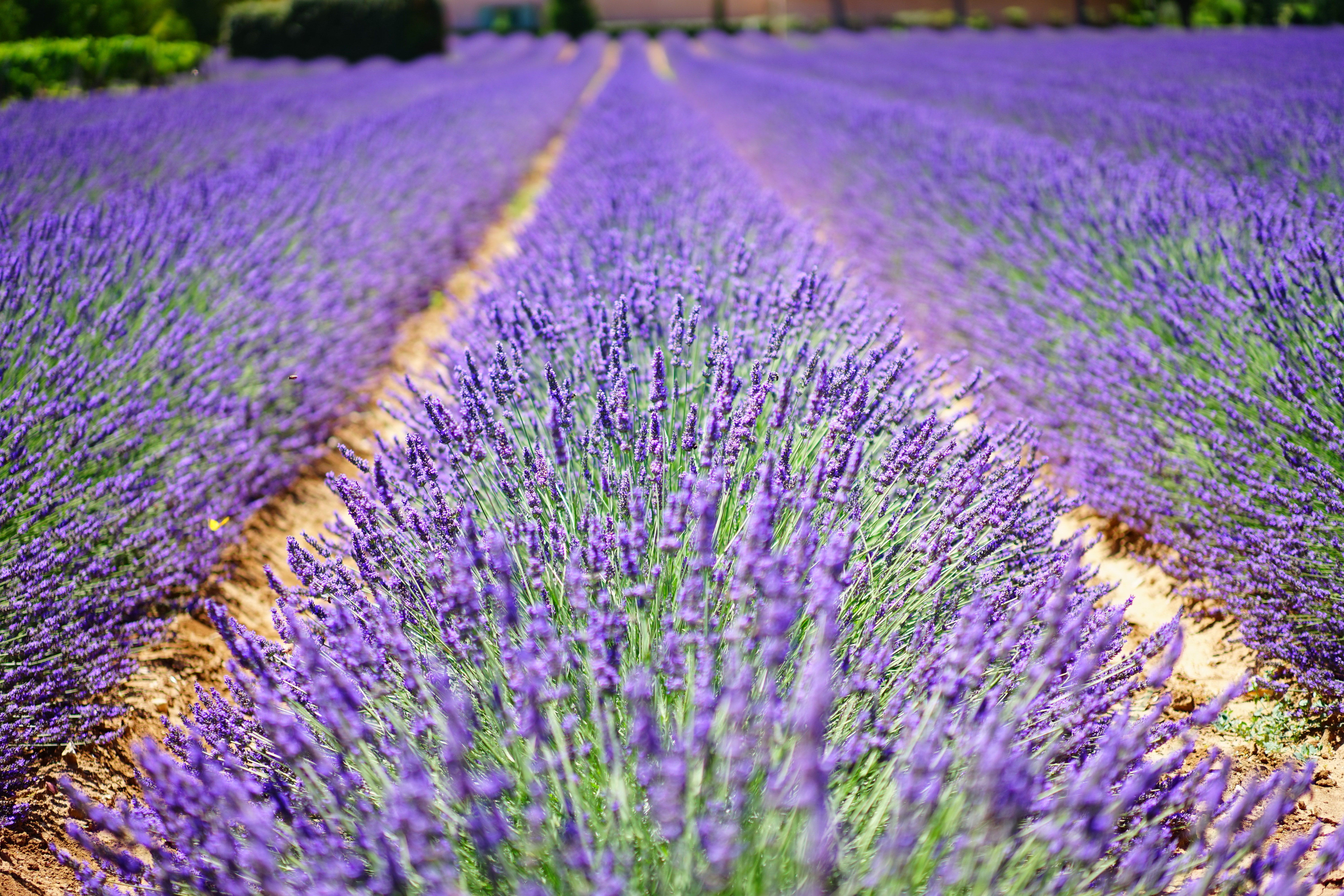 Wallpapers nature plant field on the desktop