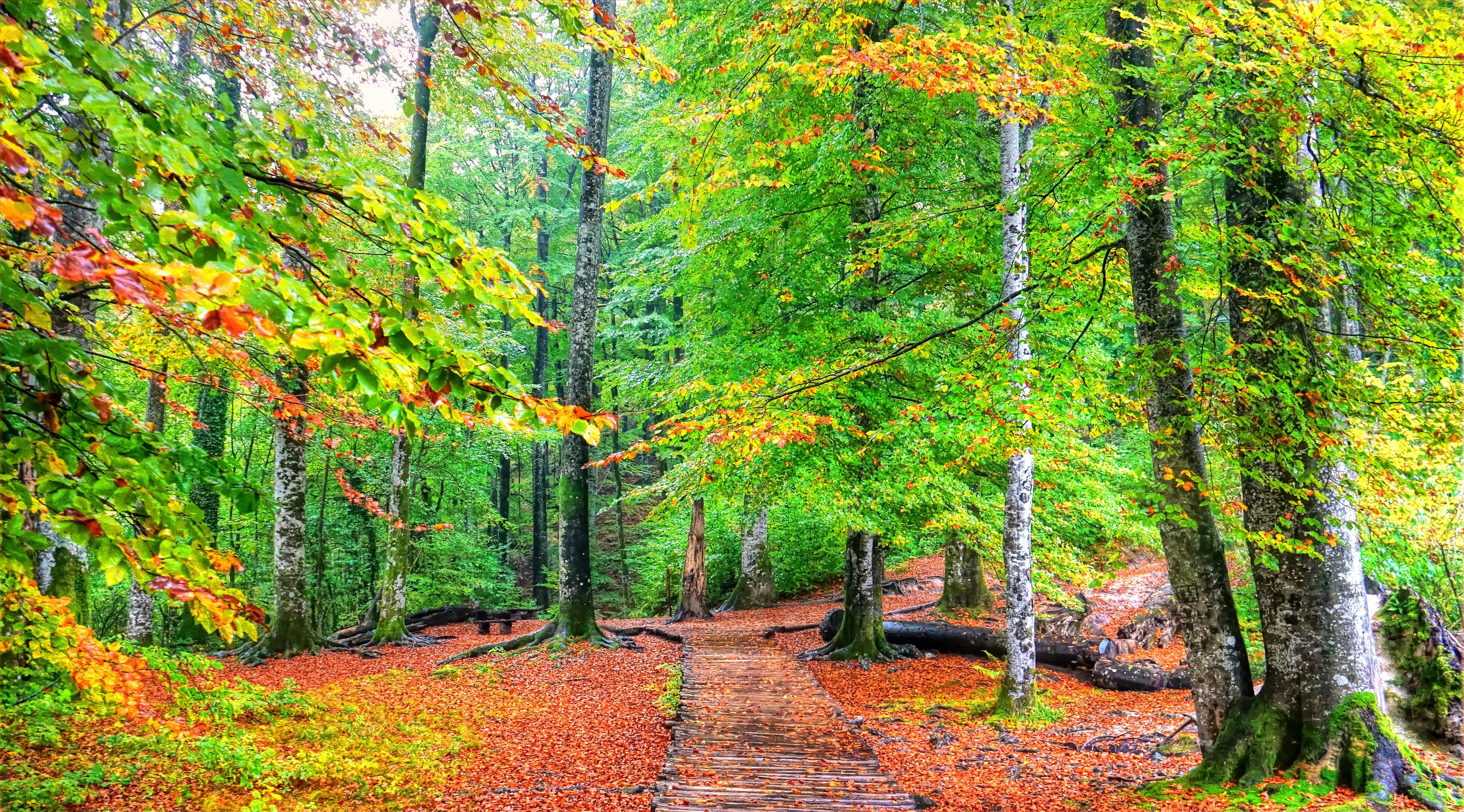 Wallpapers Croatia landscape Plitvice Lakes Croatian National Park on the desktop