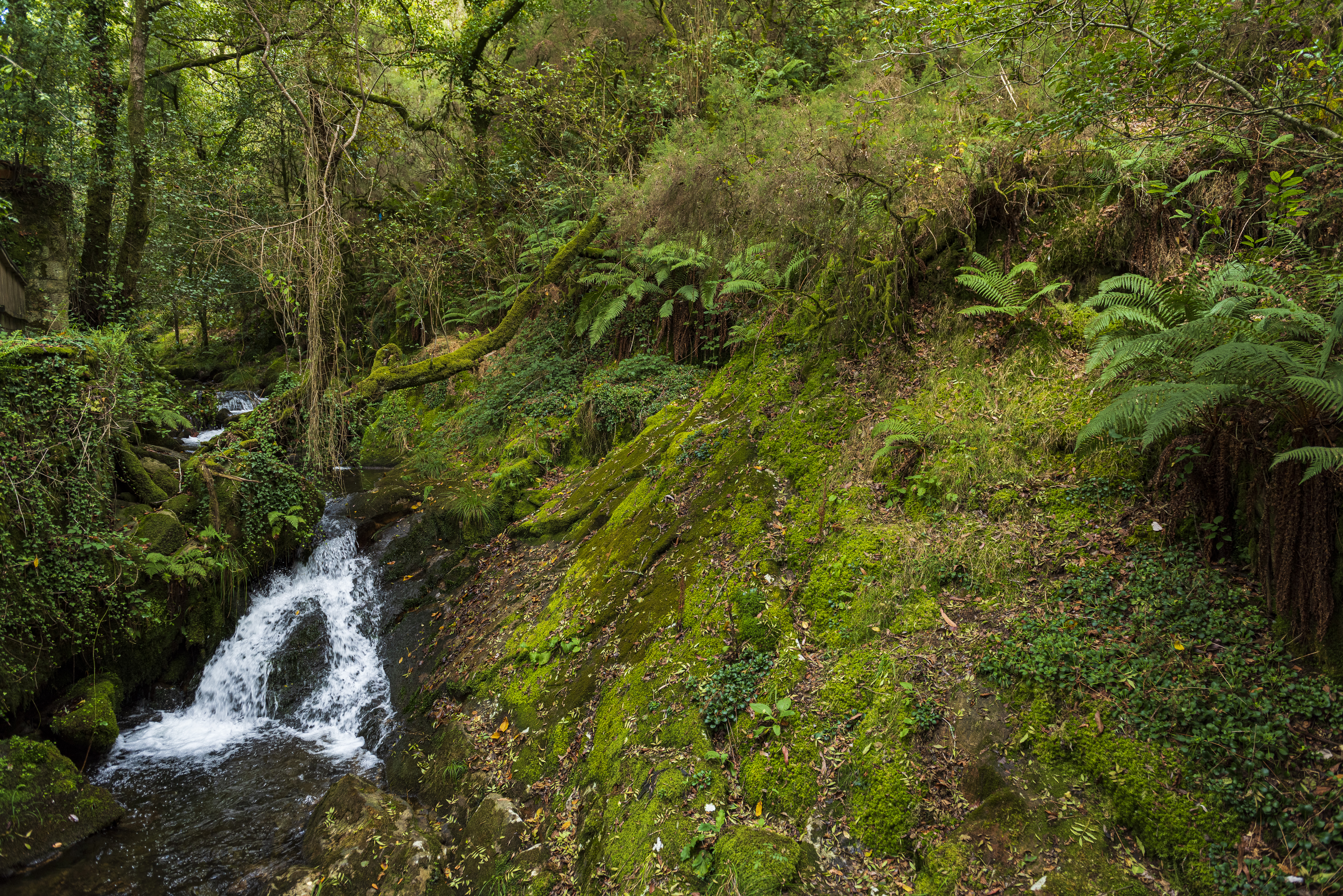 Wallpapers R o San Xiusto Galicia forest on the desktop