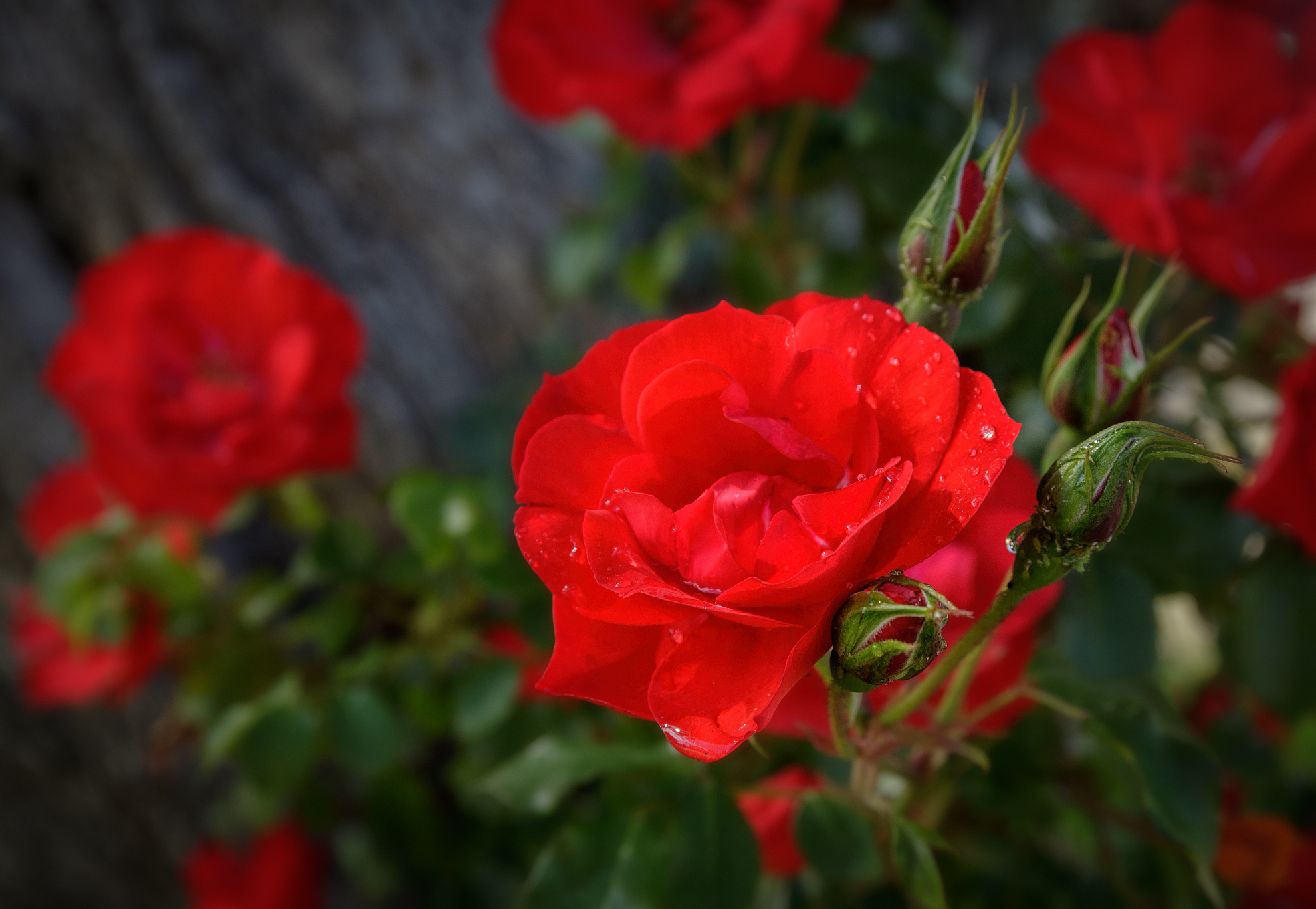 Wallpapers wild flower shrub roses on the desktop