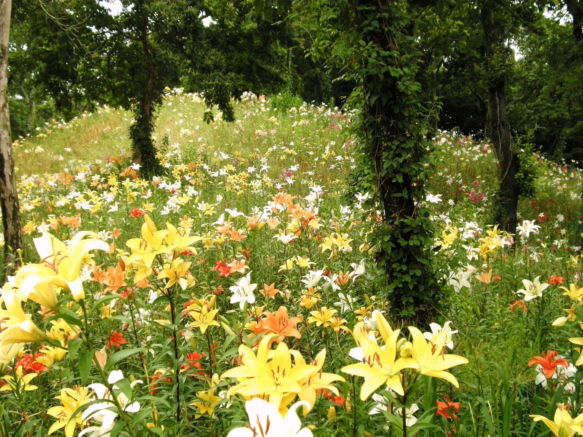 Бесплатное фото Разноцветье лилий