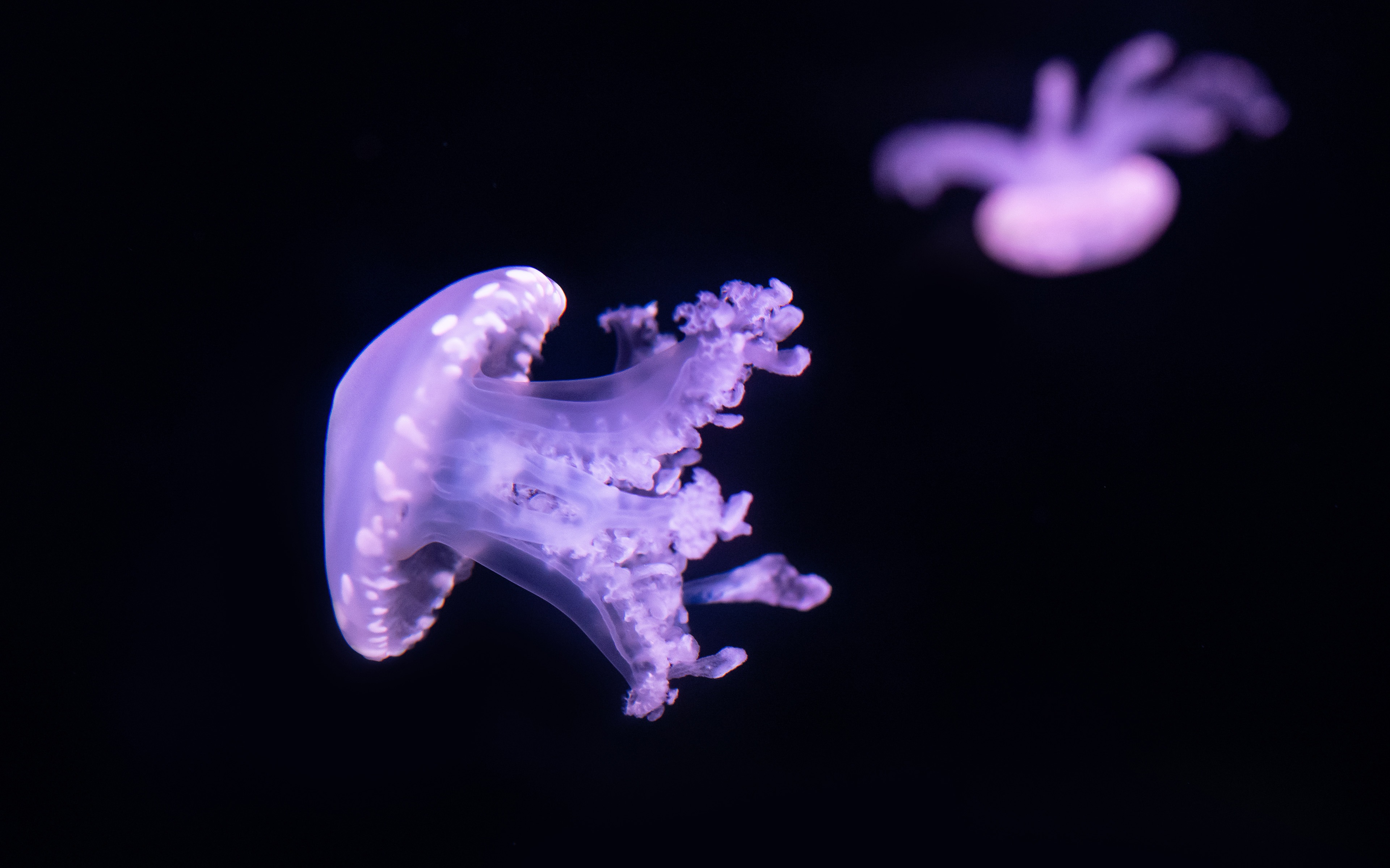Бесплатное фото Фиолетовая медуза на черном фоне