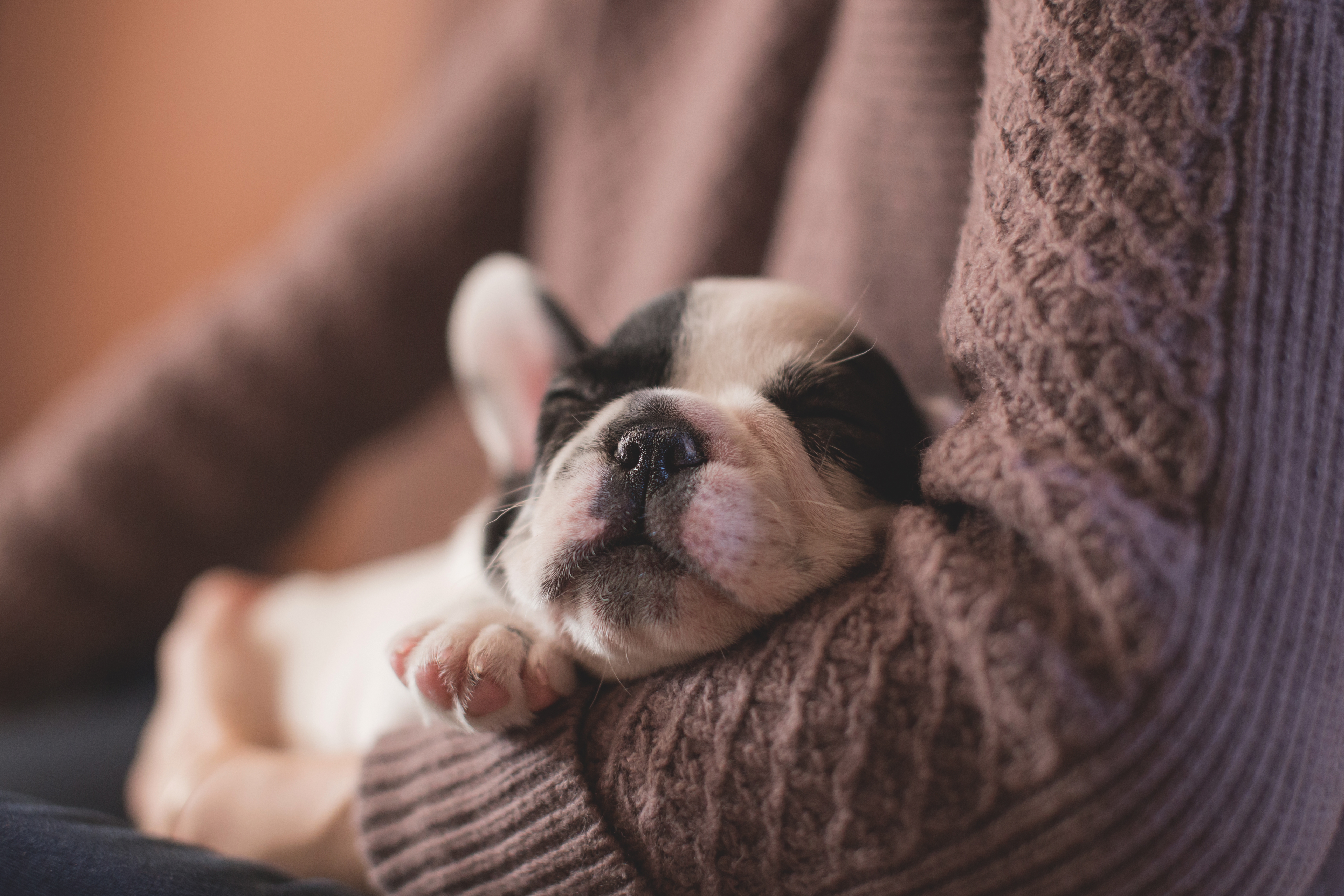 Free photo A bulldog puppy sleeping in a woman`s arms.