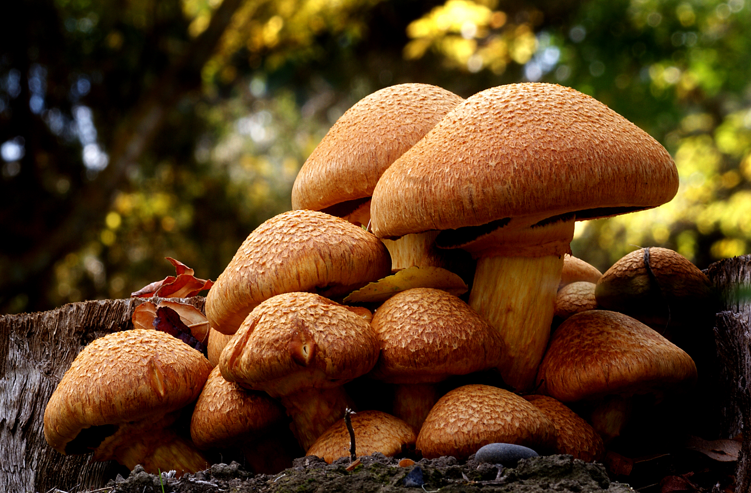 Free photo Medicinal mushroom