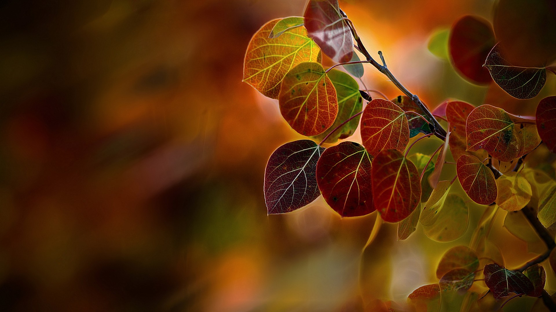 Wallpapers leaves autumn colorful on the desktop