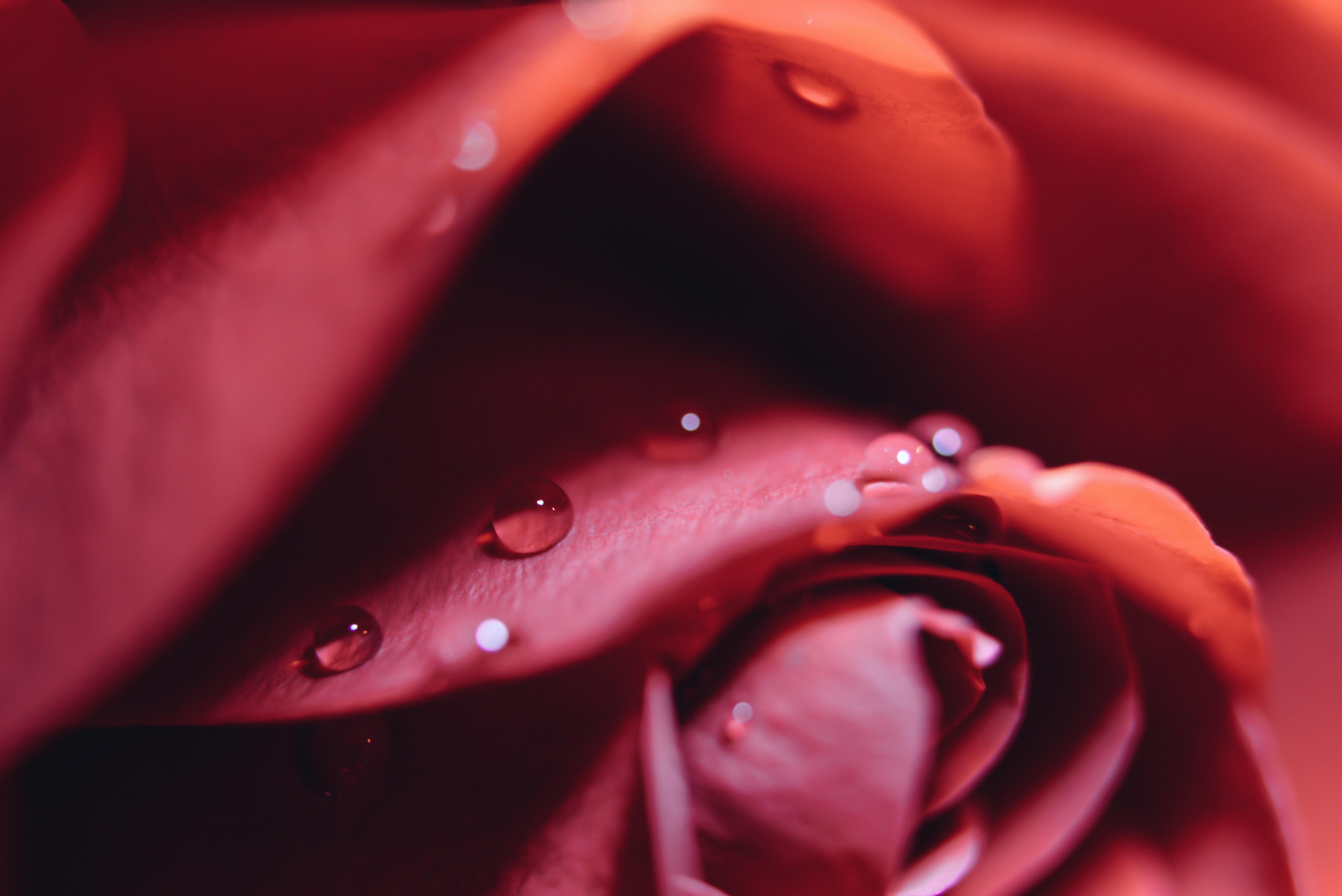 桌面上的壁纸红玫瑰 宏观 水滴