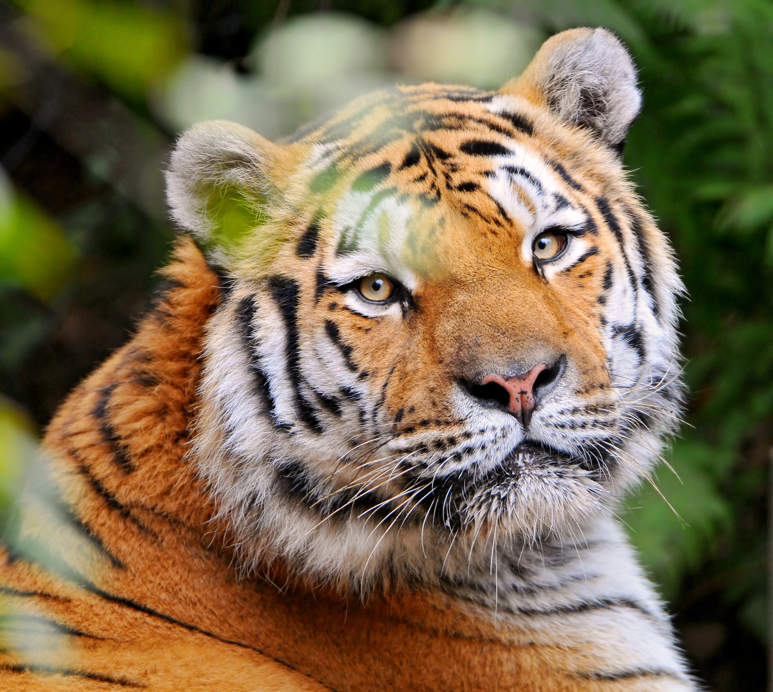 Wallpapers striped big cat predatory cat on the desktop