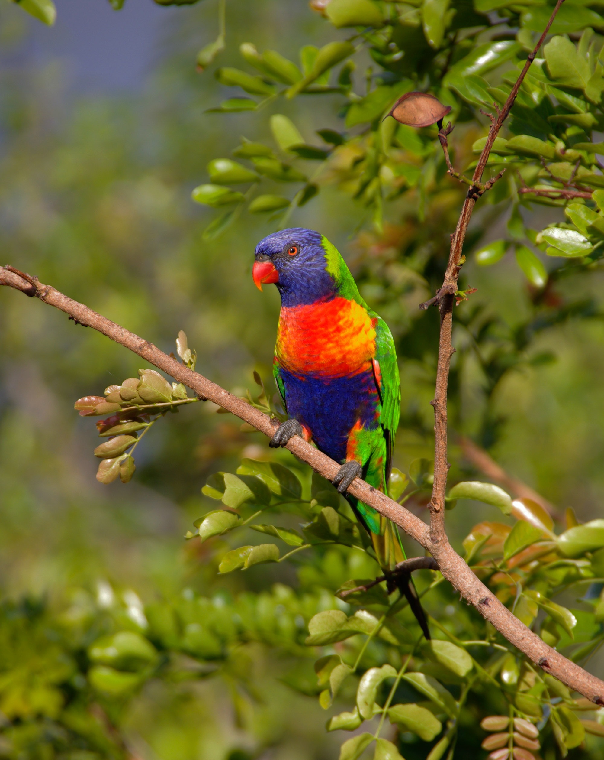 Free photo A parrot with colored feathers