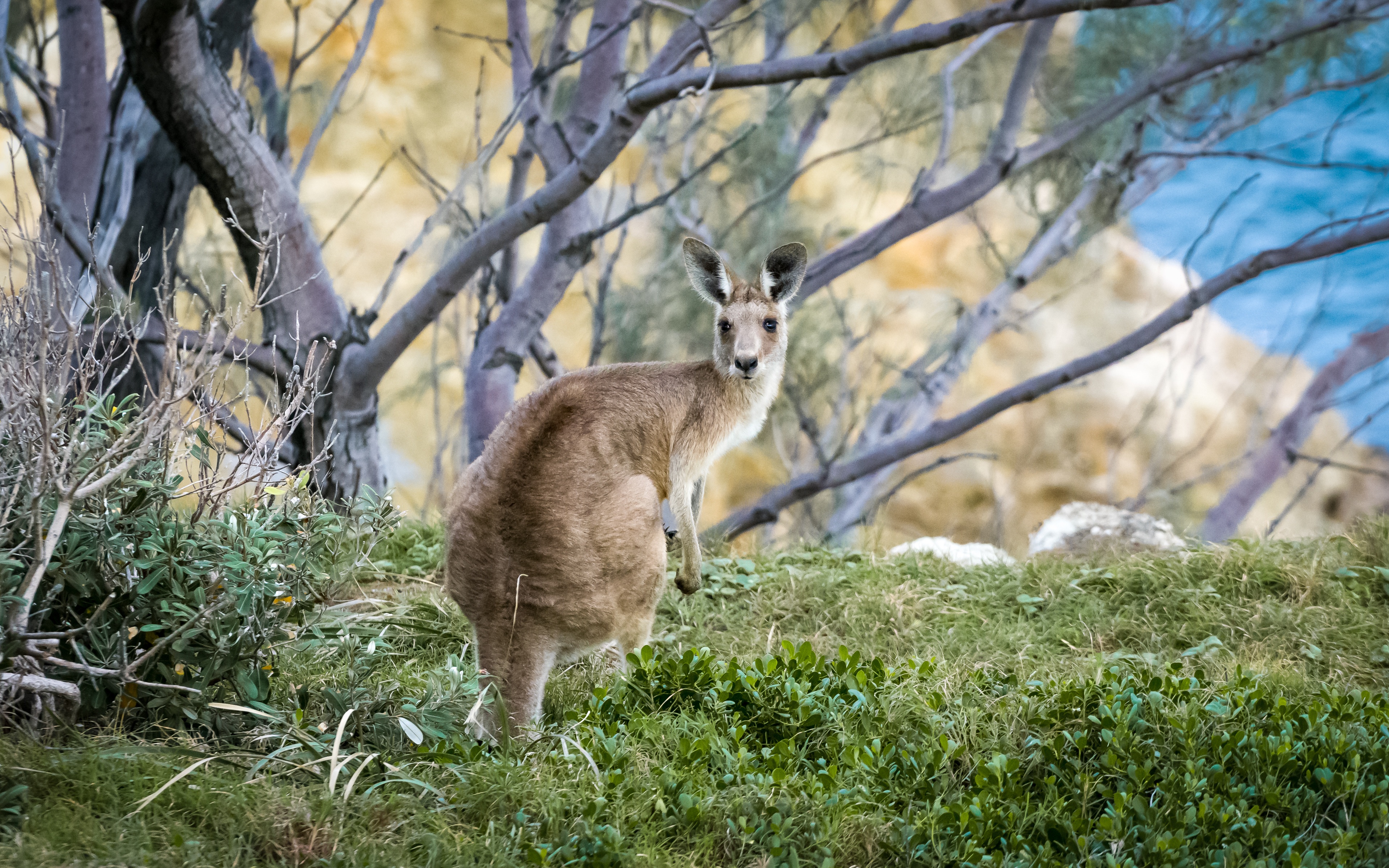 The kangaroo looks back