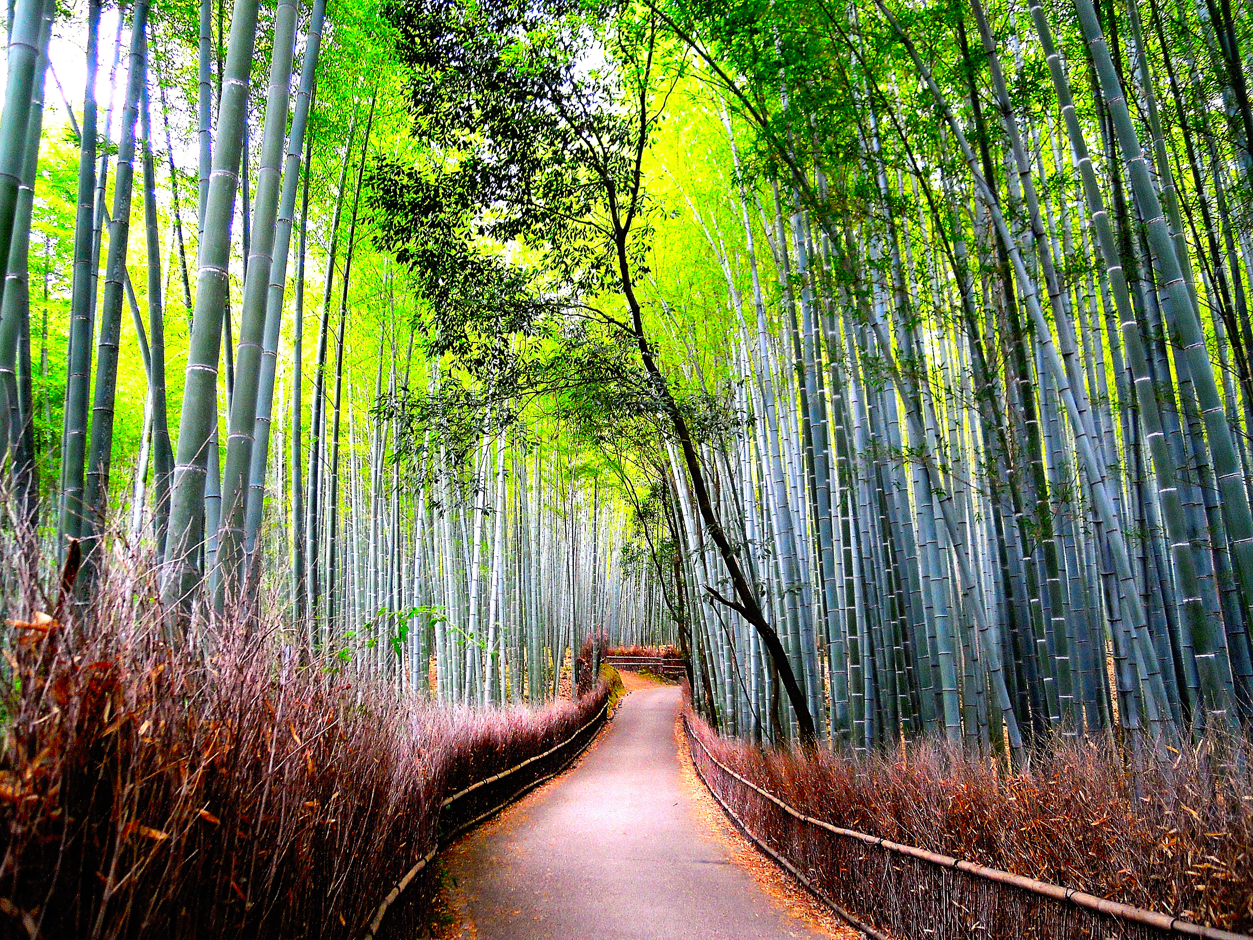 Wallpapers Arashiyama bamboo forest trees on the desktop