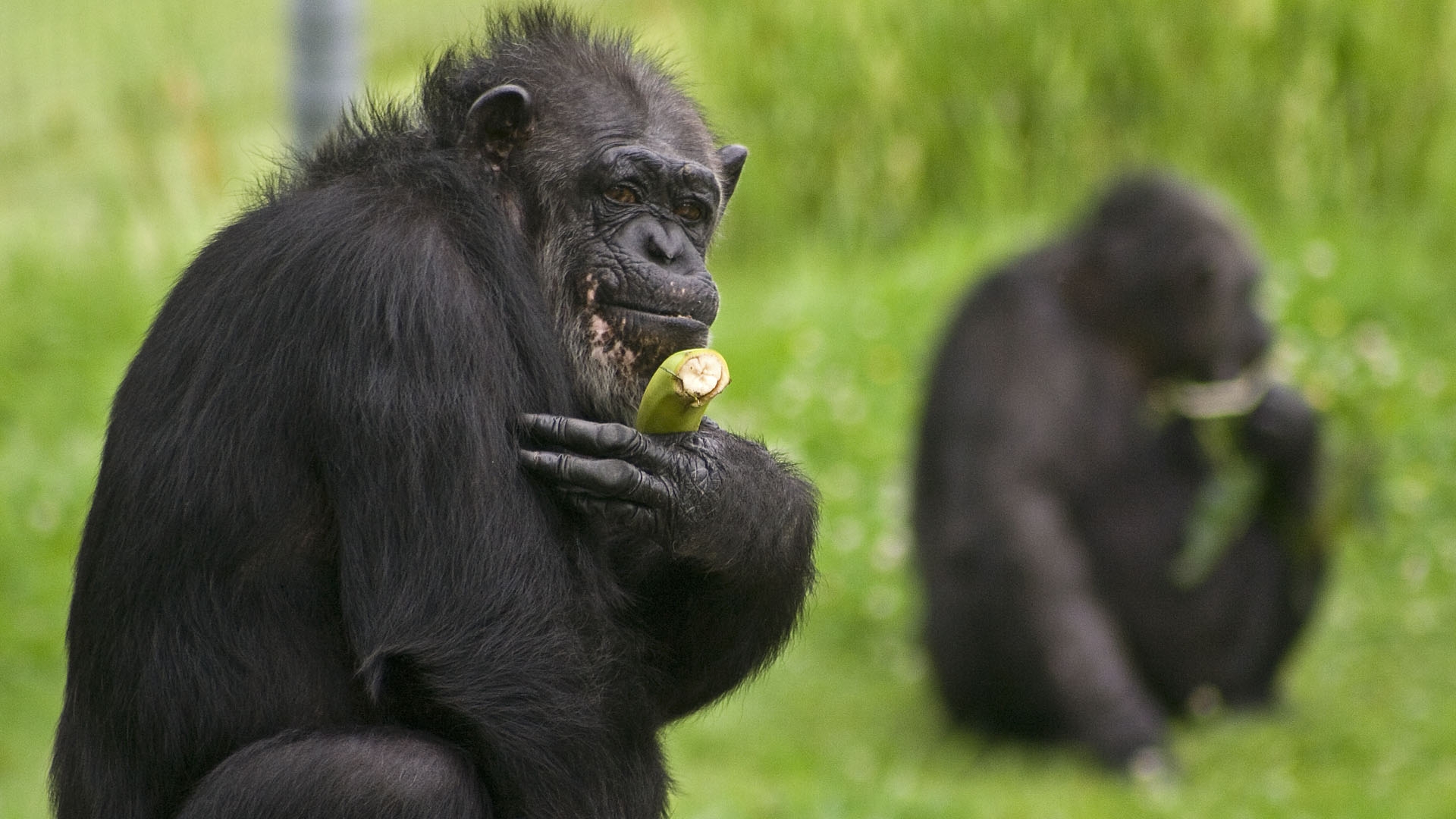 Free photo A monkey with a banana