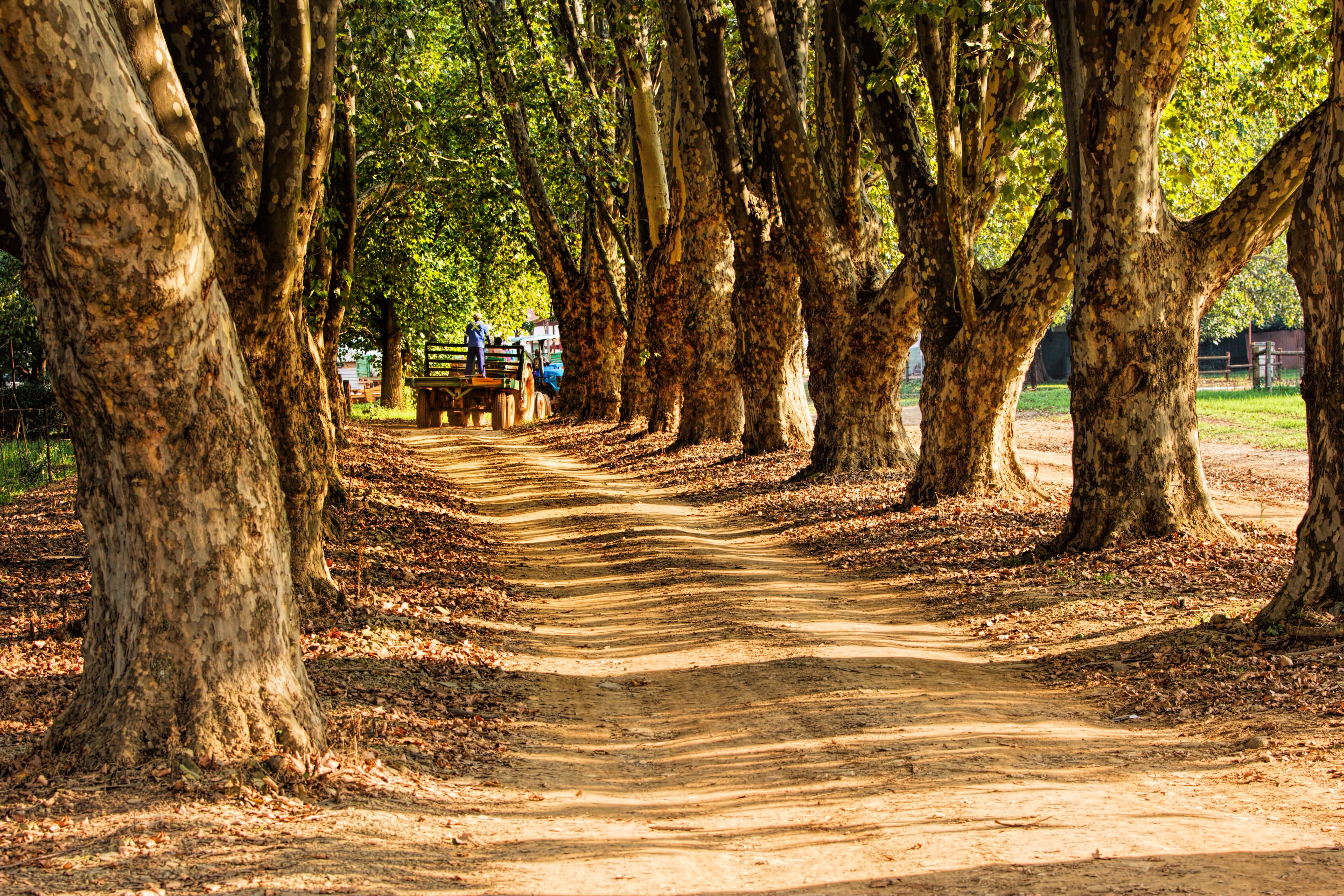 Free photo A dirt road through old trees