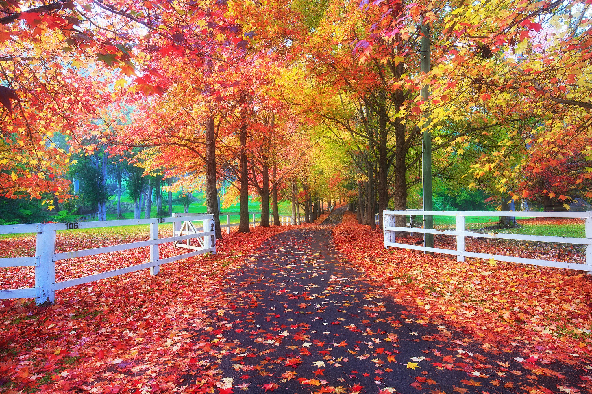 Wallpapers trees autumn road Park on the desktop