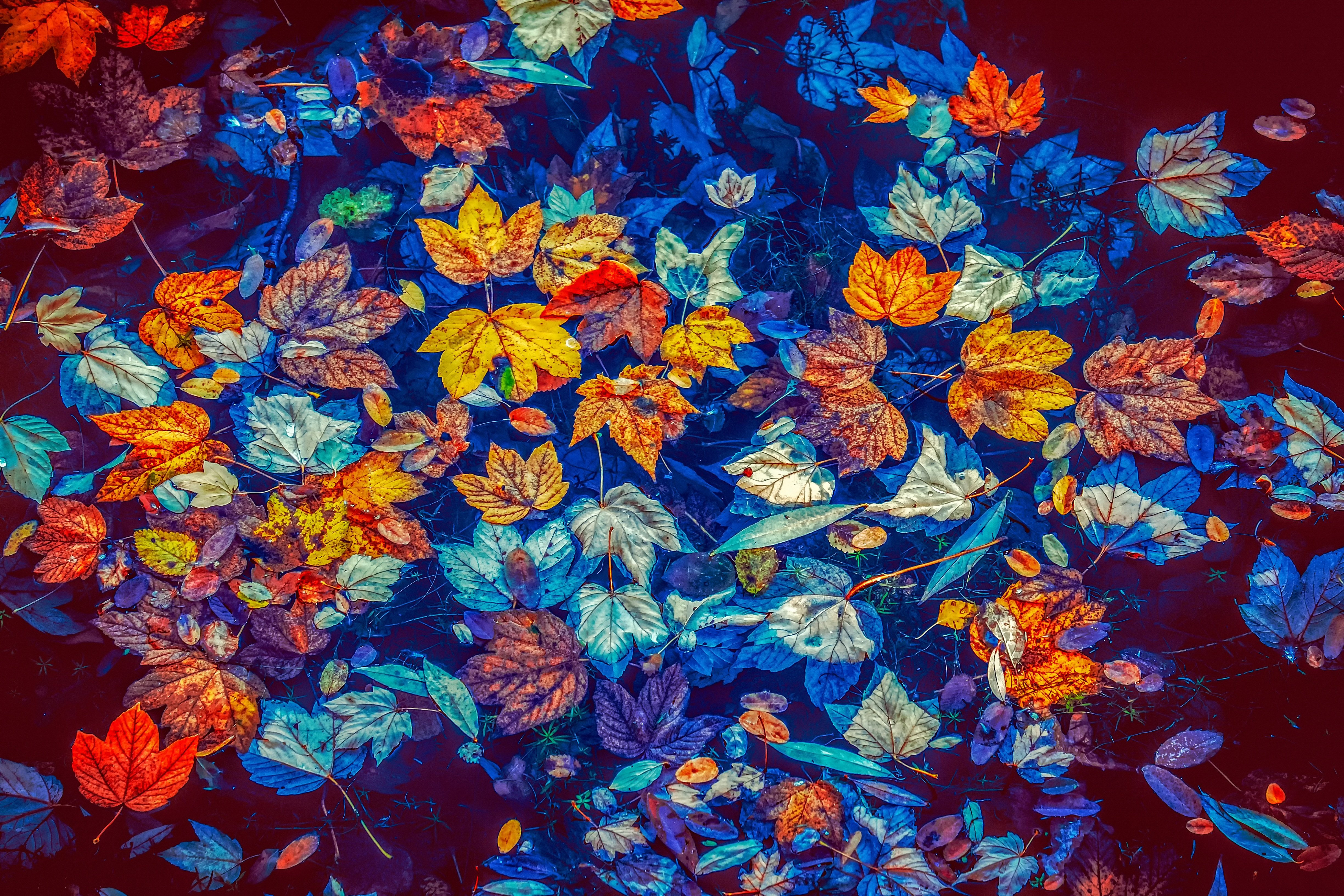 免费照片秋天水面上的彩叶