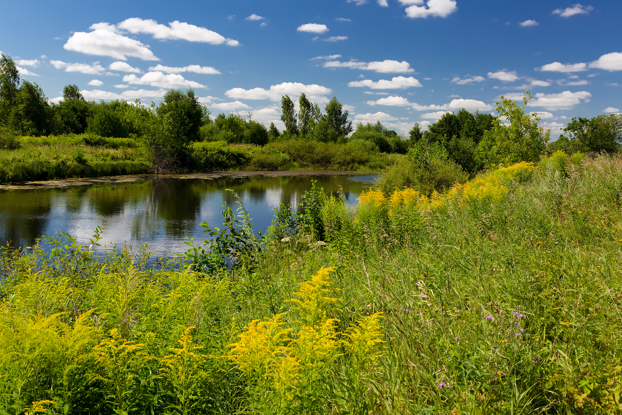 Free photo Summer landscape with river