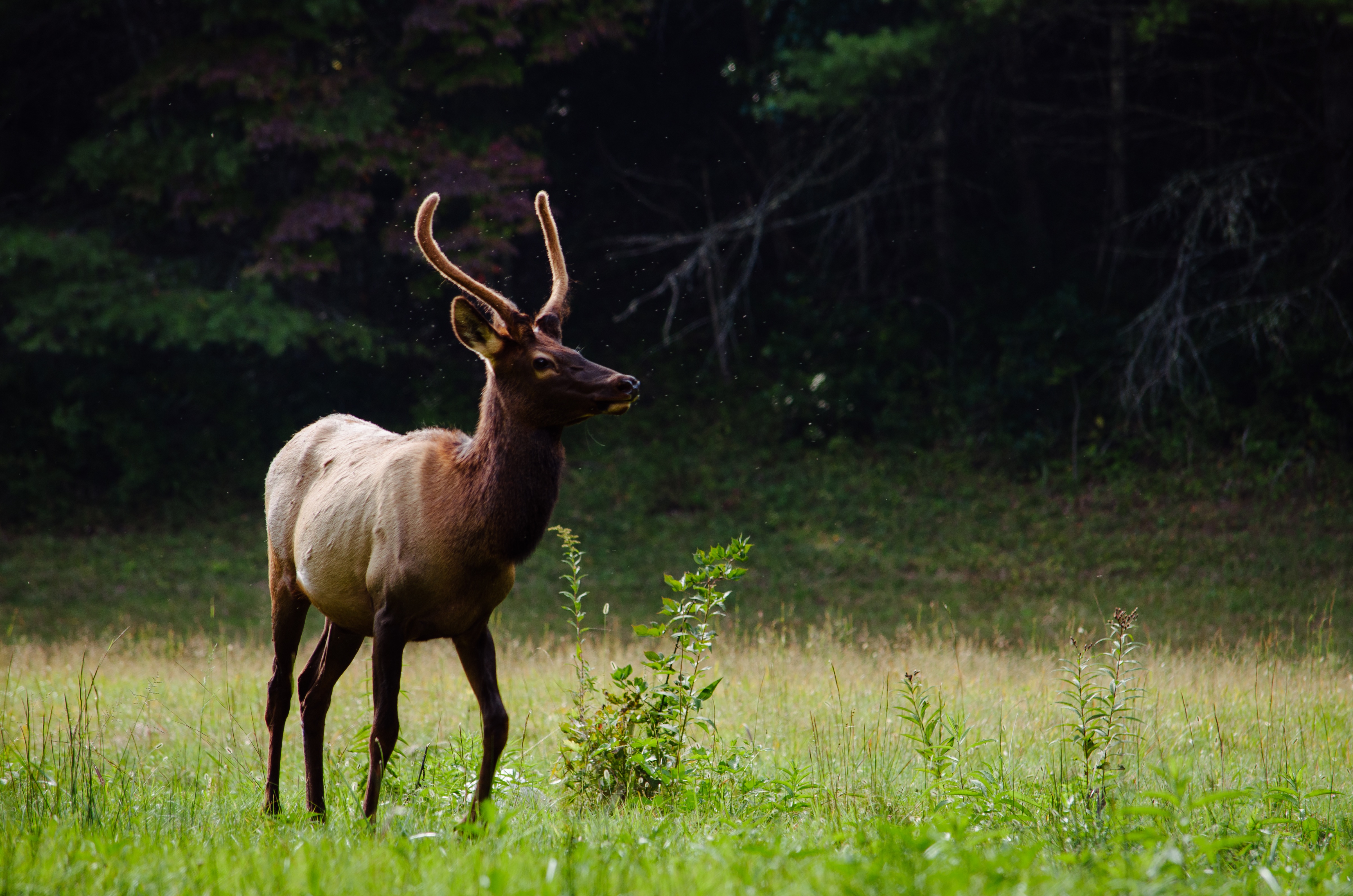 A deer strolls across a summer lawn