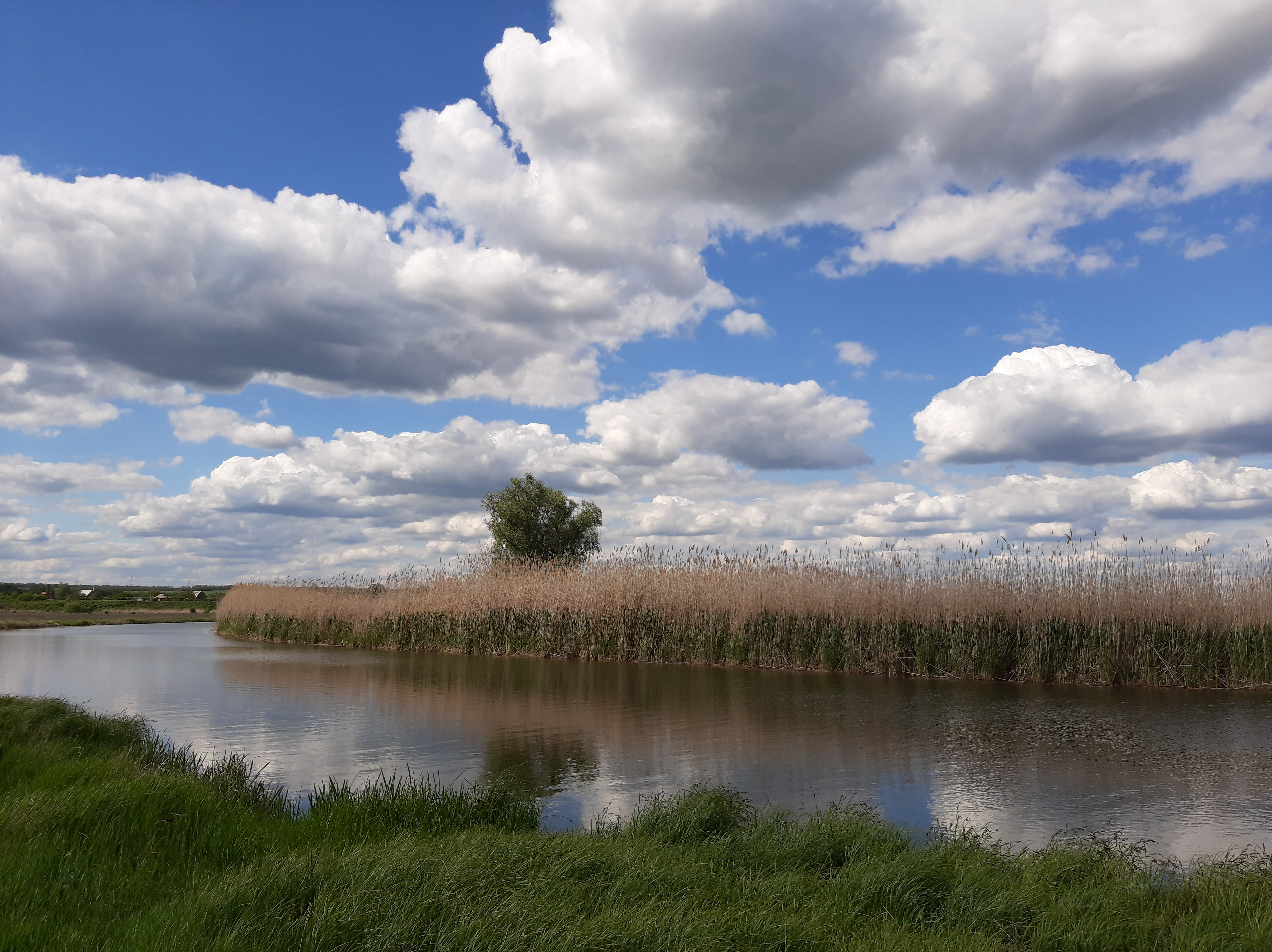 Free photo A river with high reeds