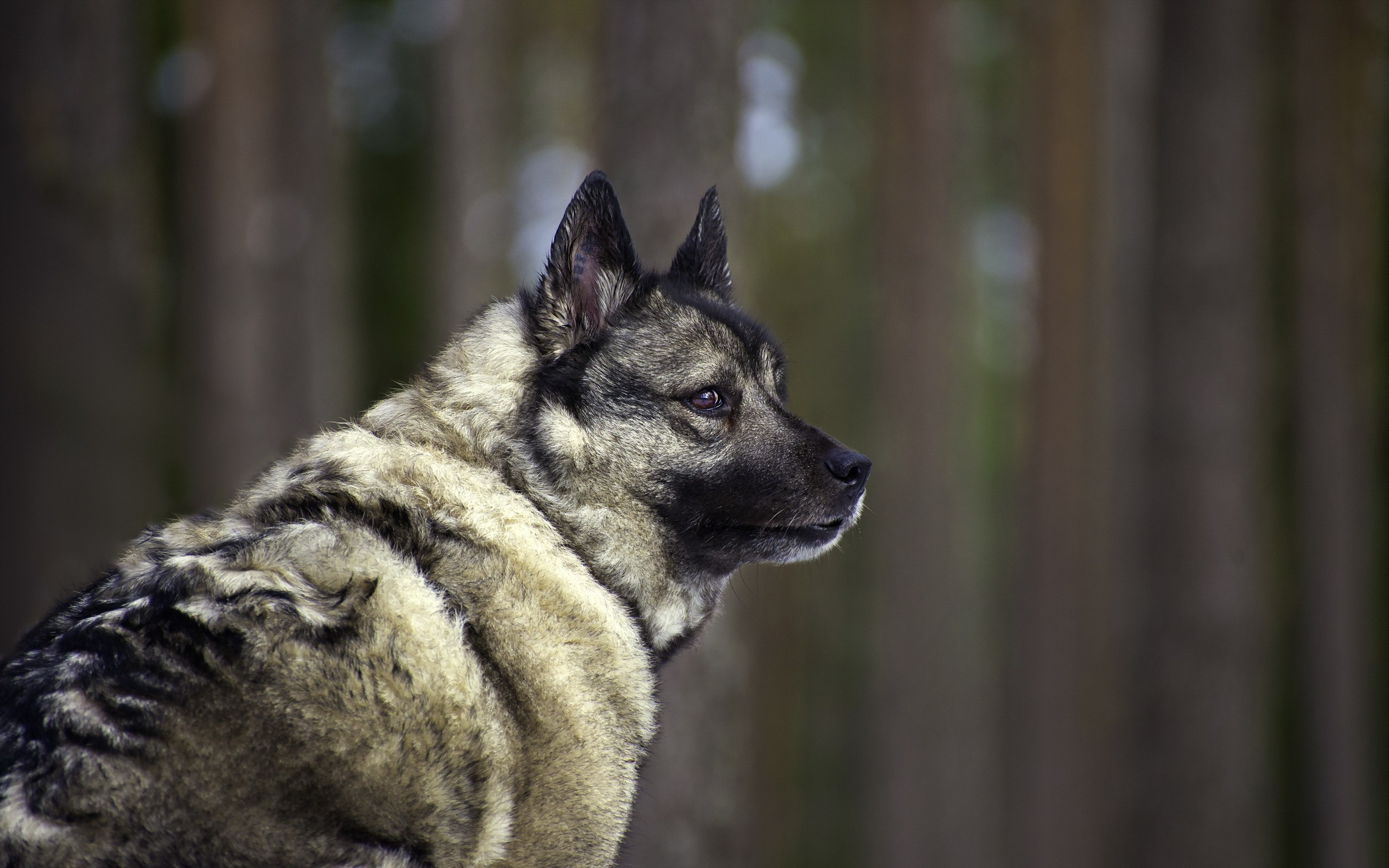 桌面上的壁纸动物 狼 壁纸