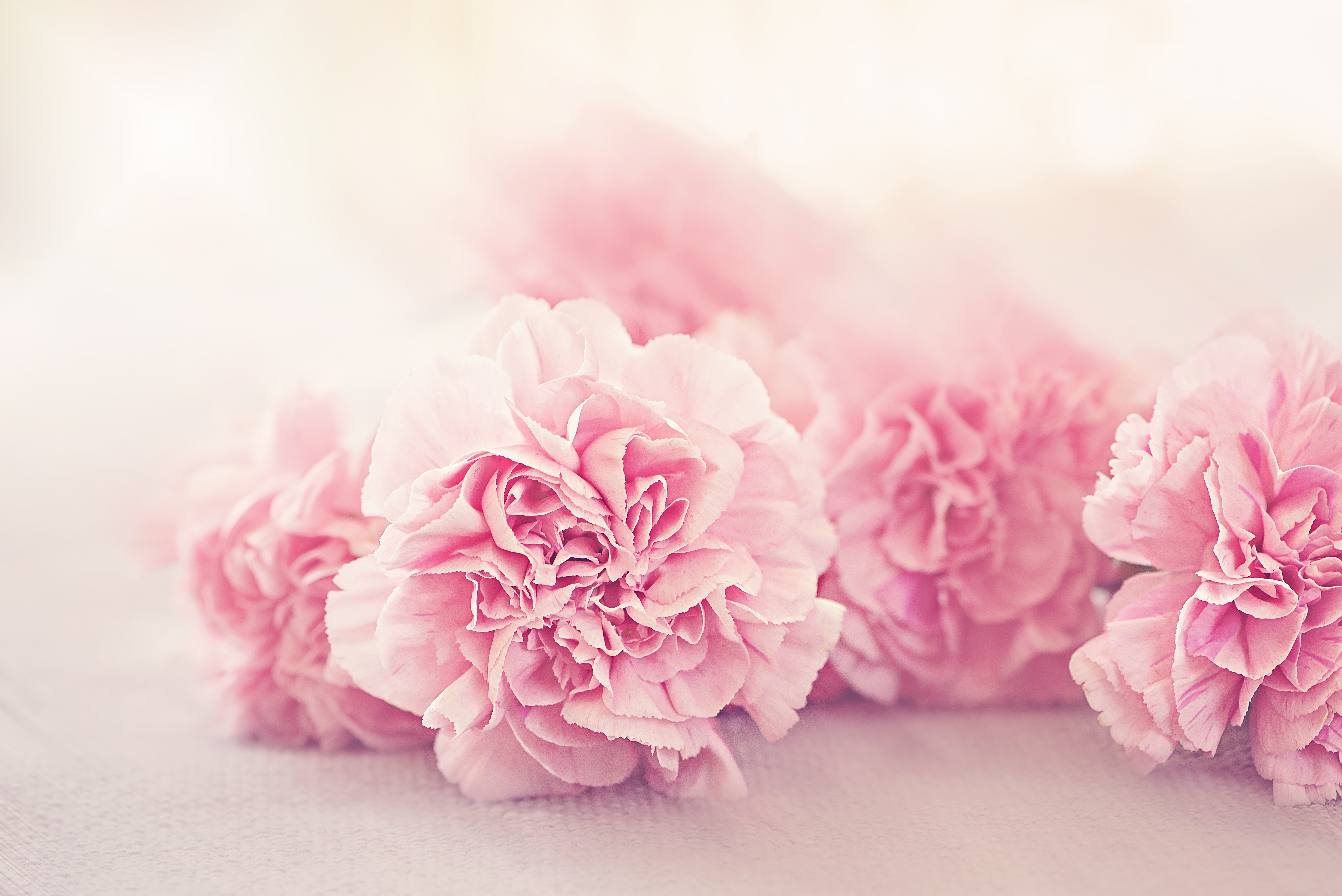 Free photo Pink peonies