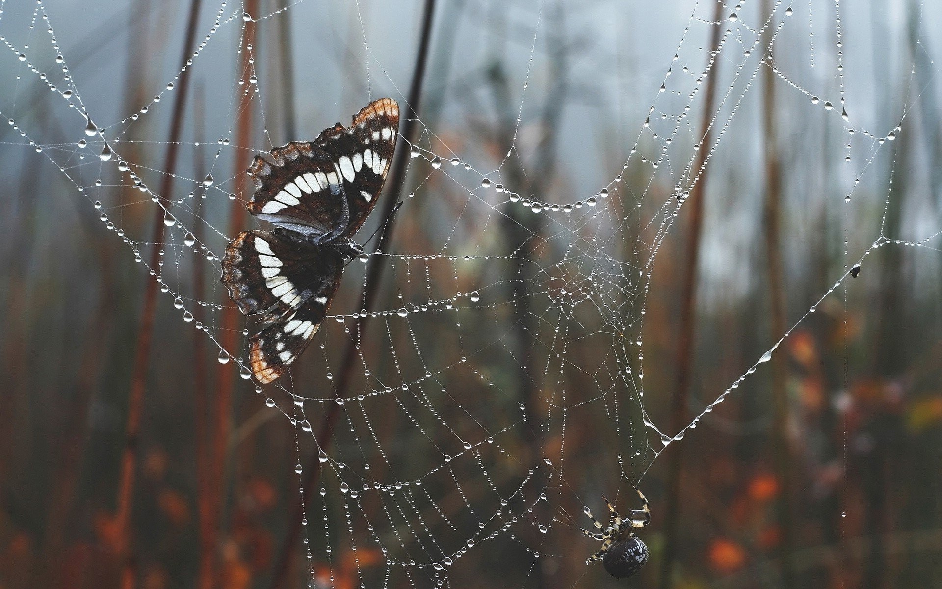 Free photo A butterfly caught in a spider`s net