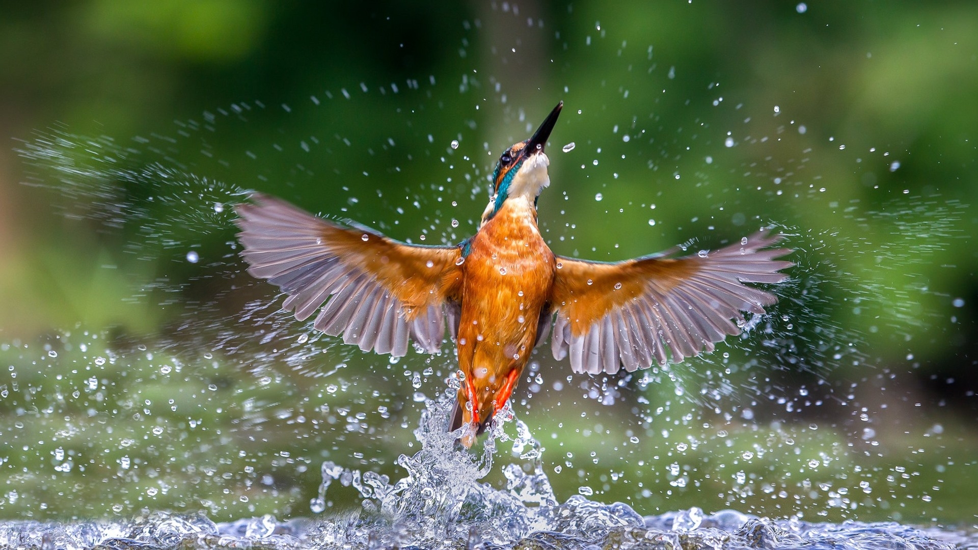 A kingfisher comes out of the water.
