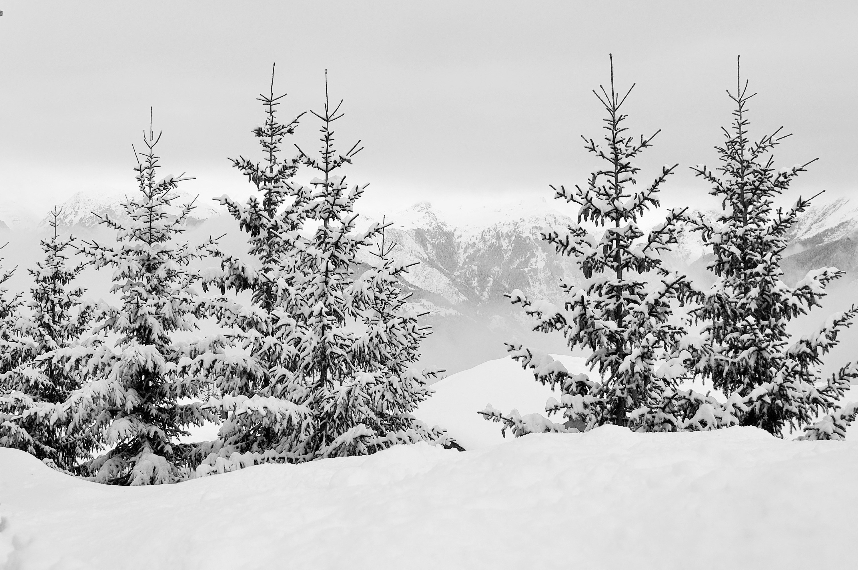 免费照片雪白圣诞树壁纸