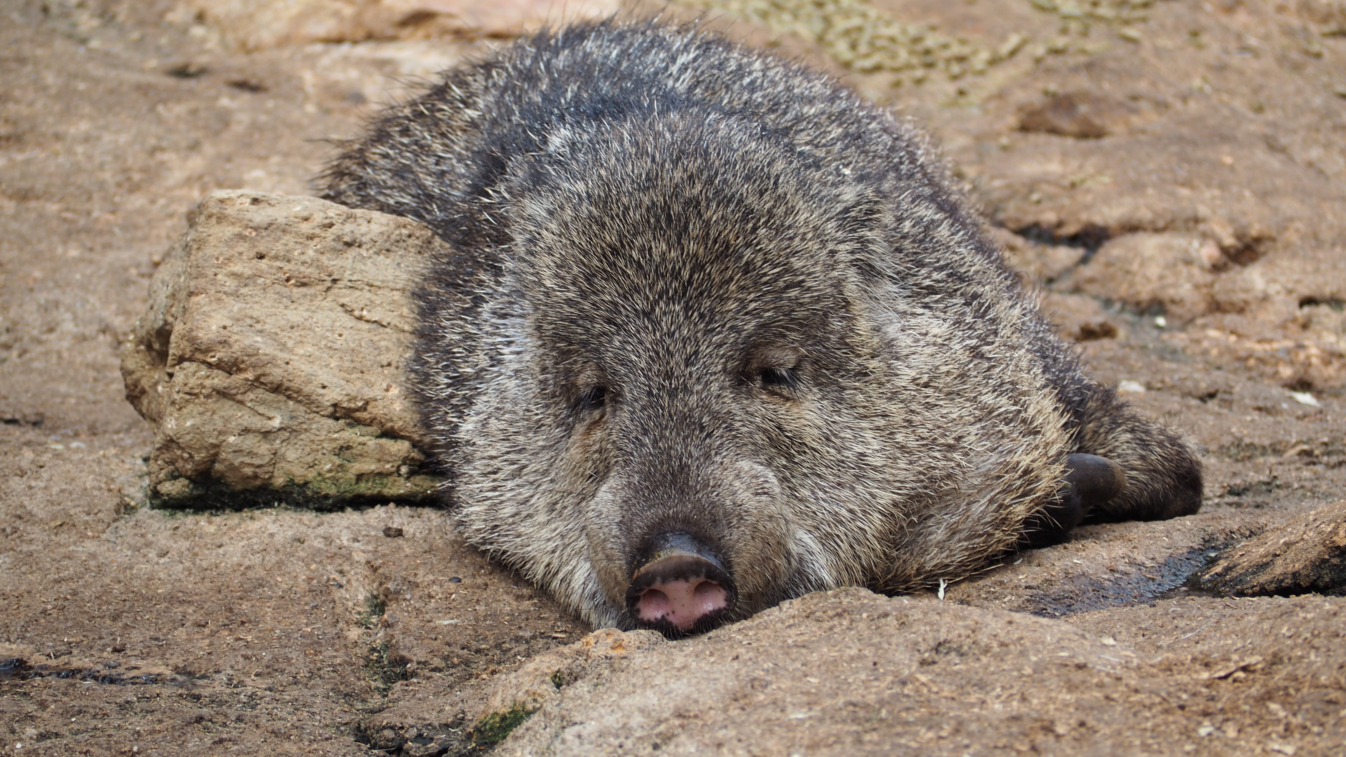 Free photo The wallpaper of a baker`s pig sleeping