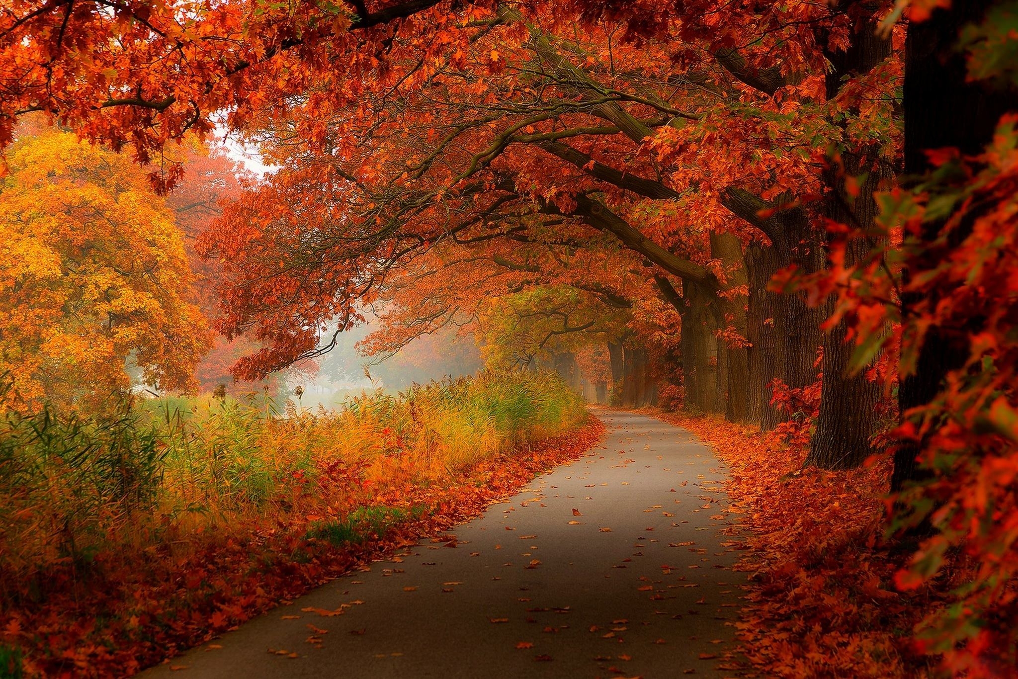 Wallpapers autumn road autumn road on the desktop