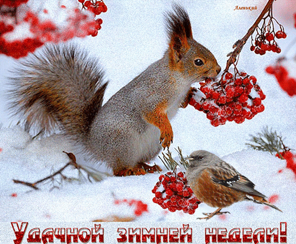 Открытка на тему белка животные зима скачать бесплатно