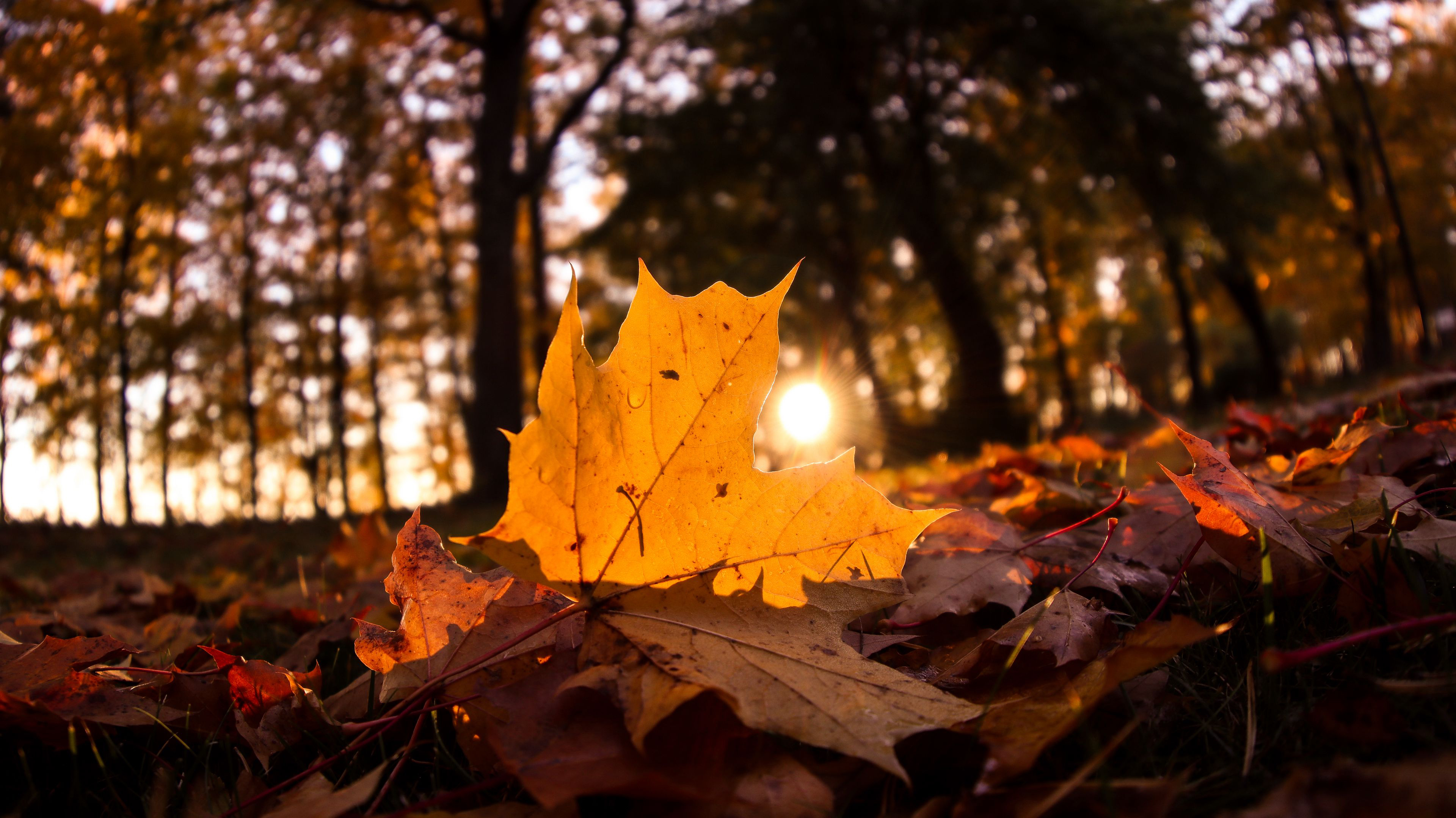 Free photo Fallen leaves in sunny weather