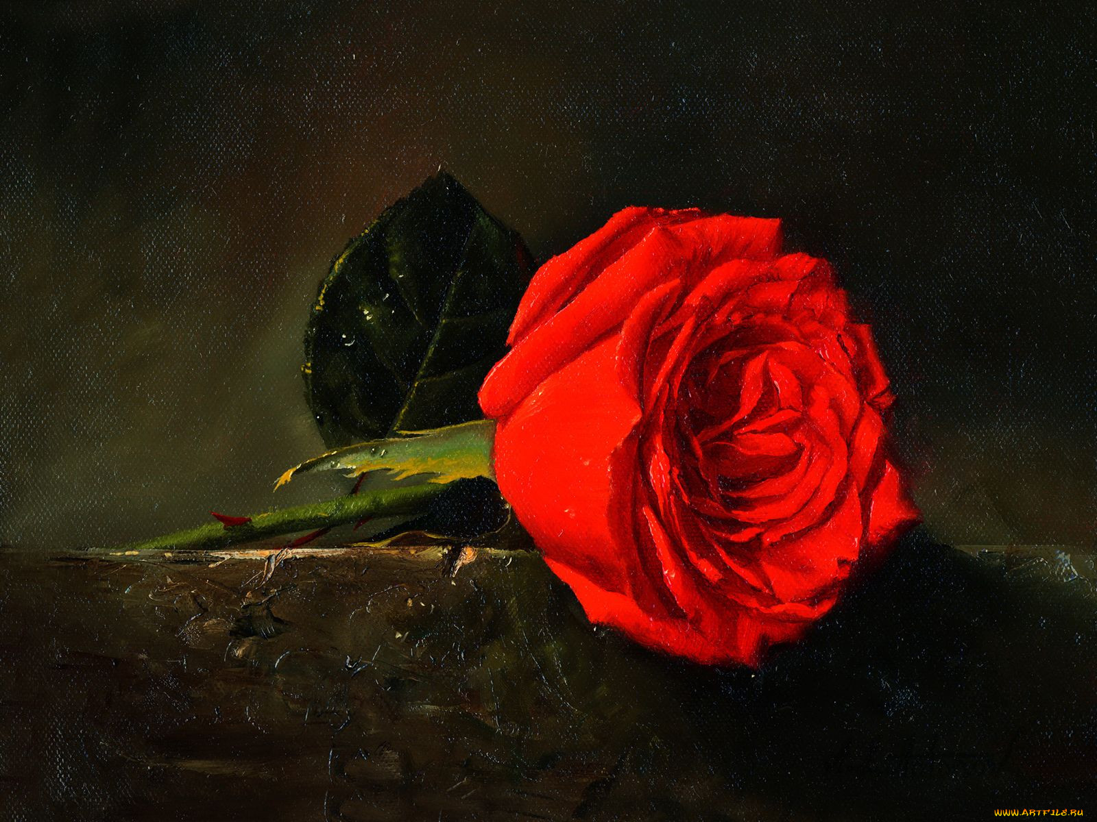 Портрет красной розы