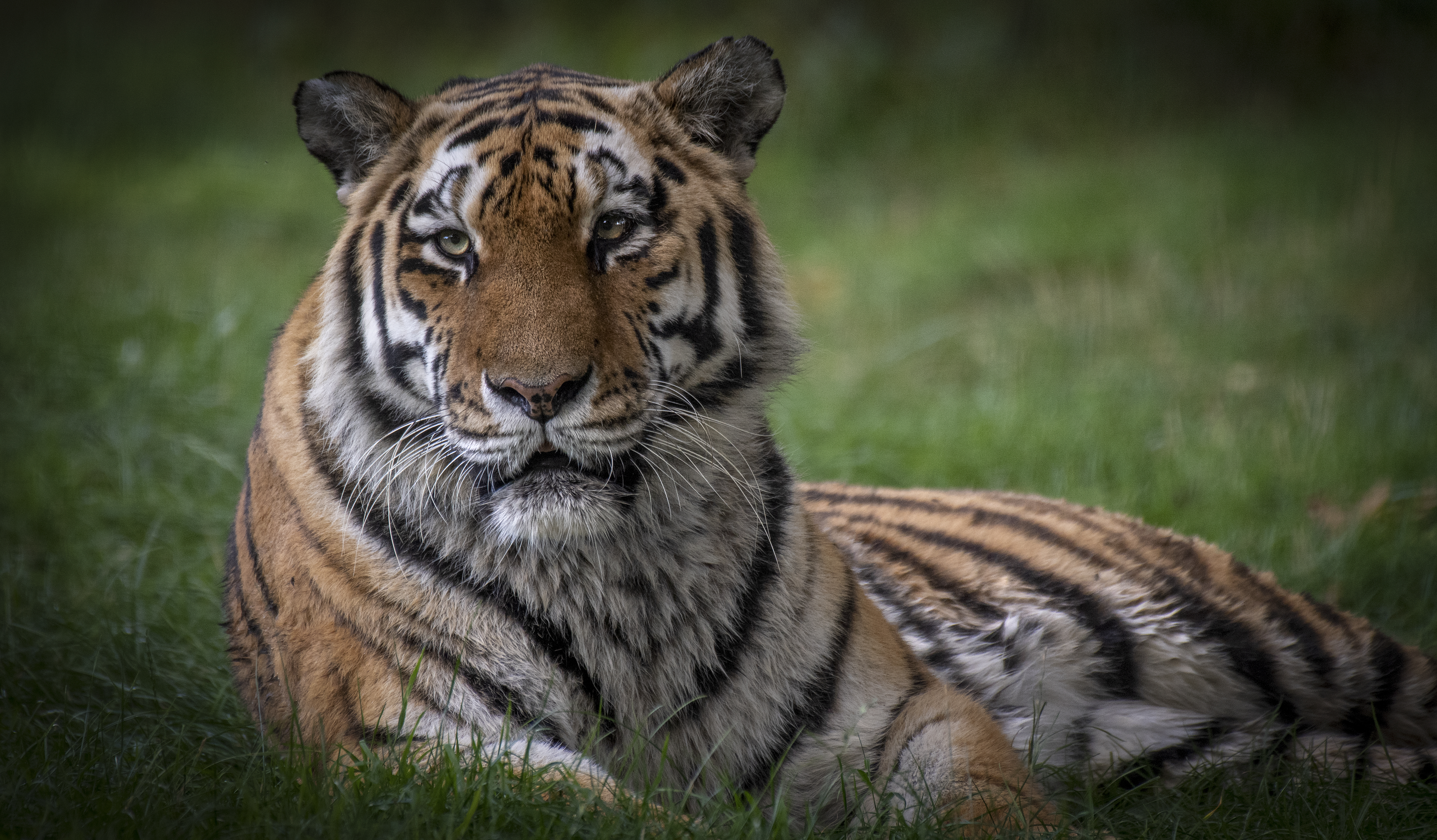 Free photo Pictures on the tiger white and brown bears subspecies of the tiger, predator